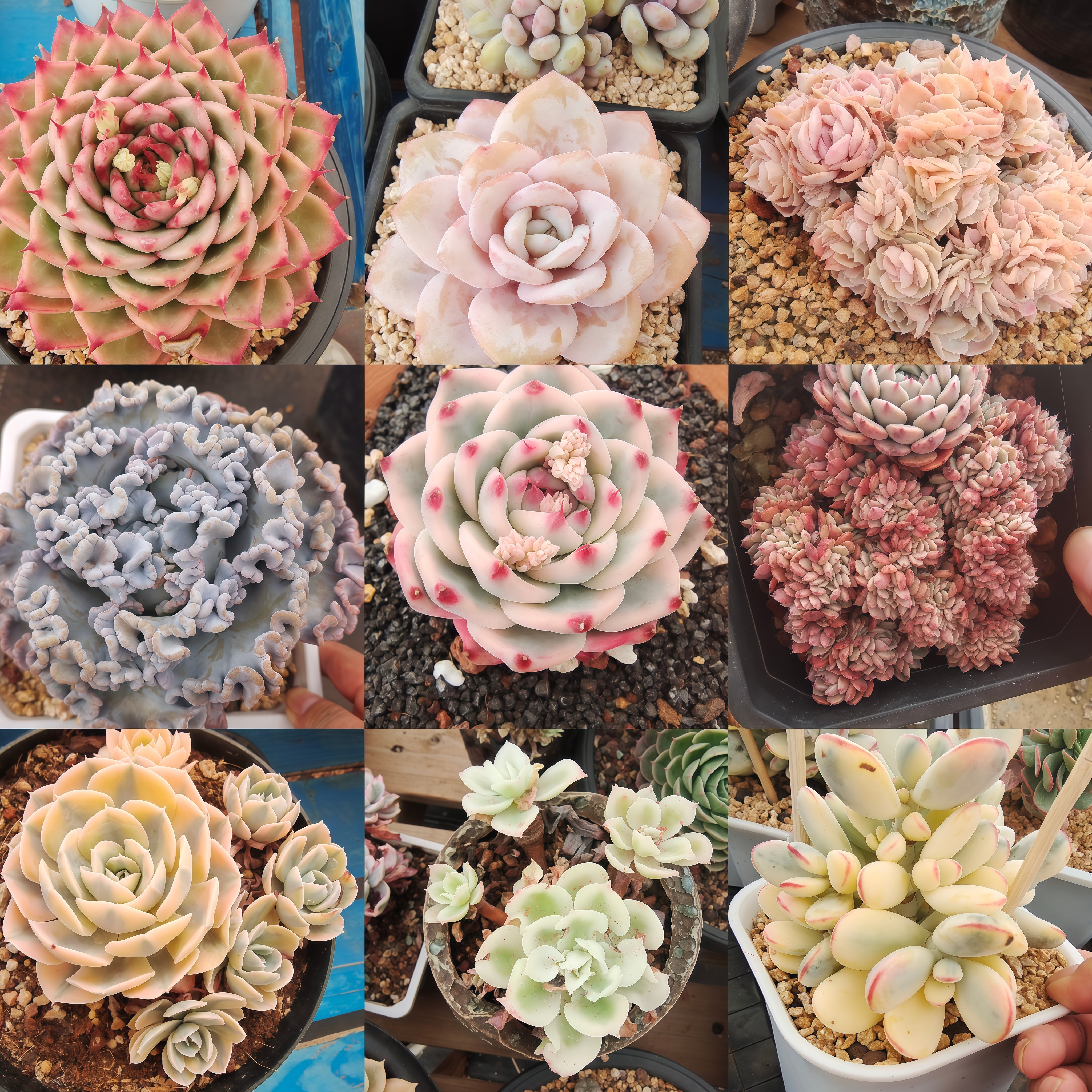 New Arrivals – 環球園芸