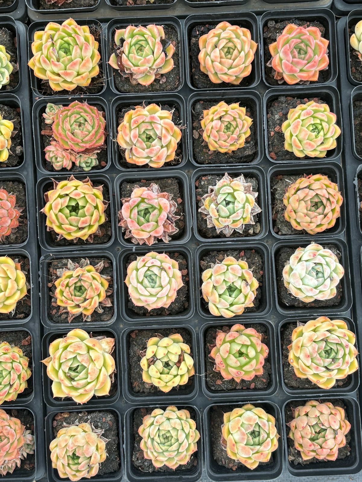 目玉商品