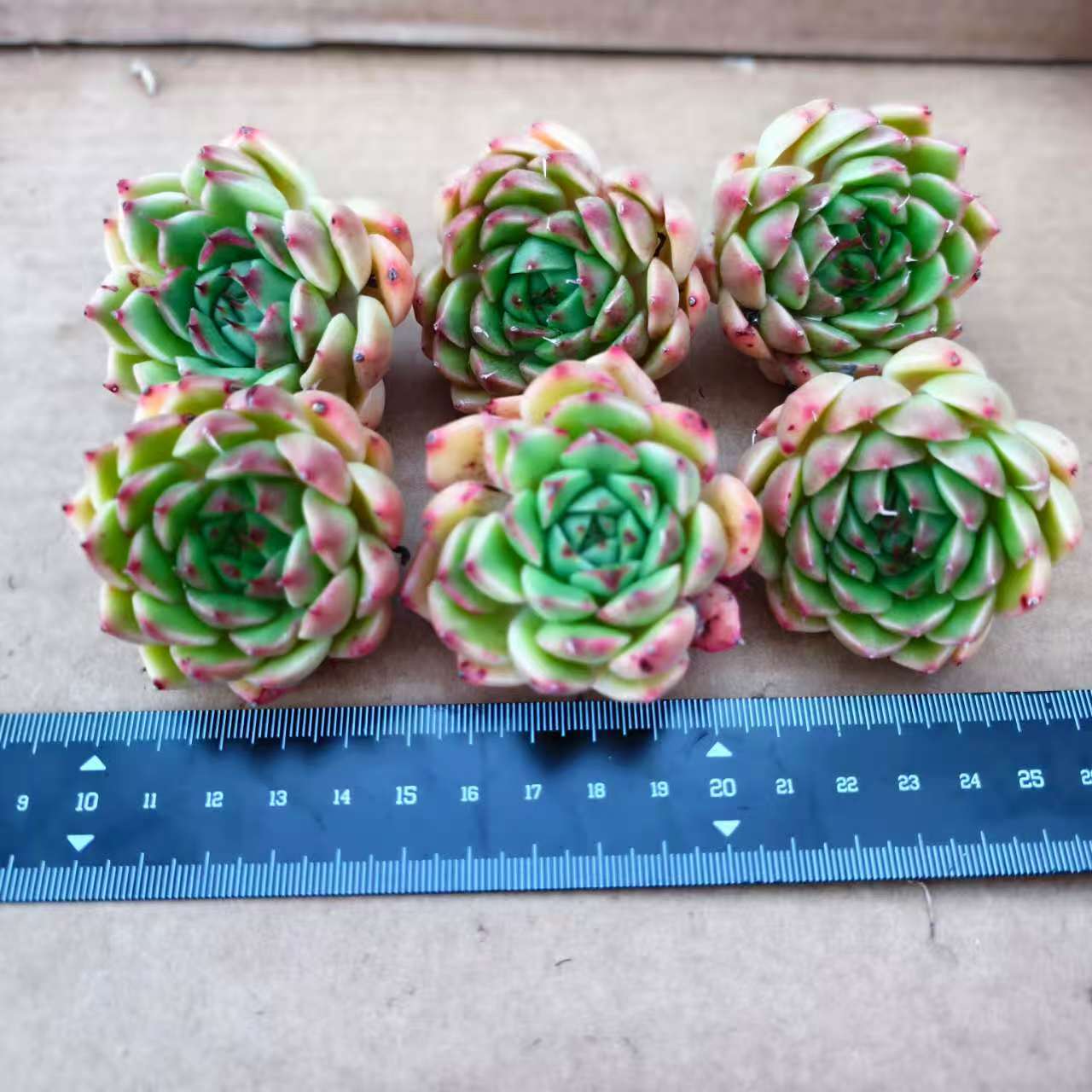 CA057 シルバースノー エケベリア