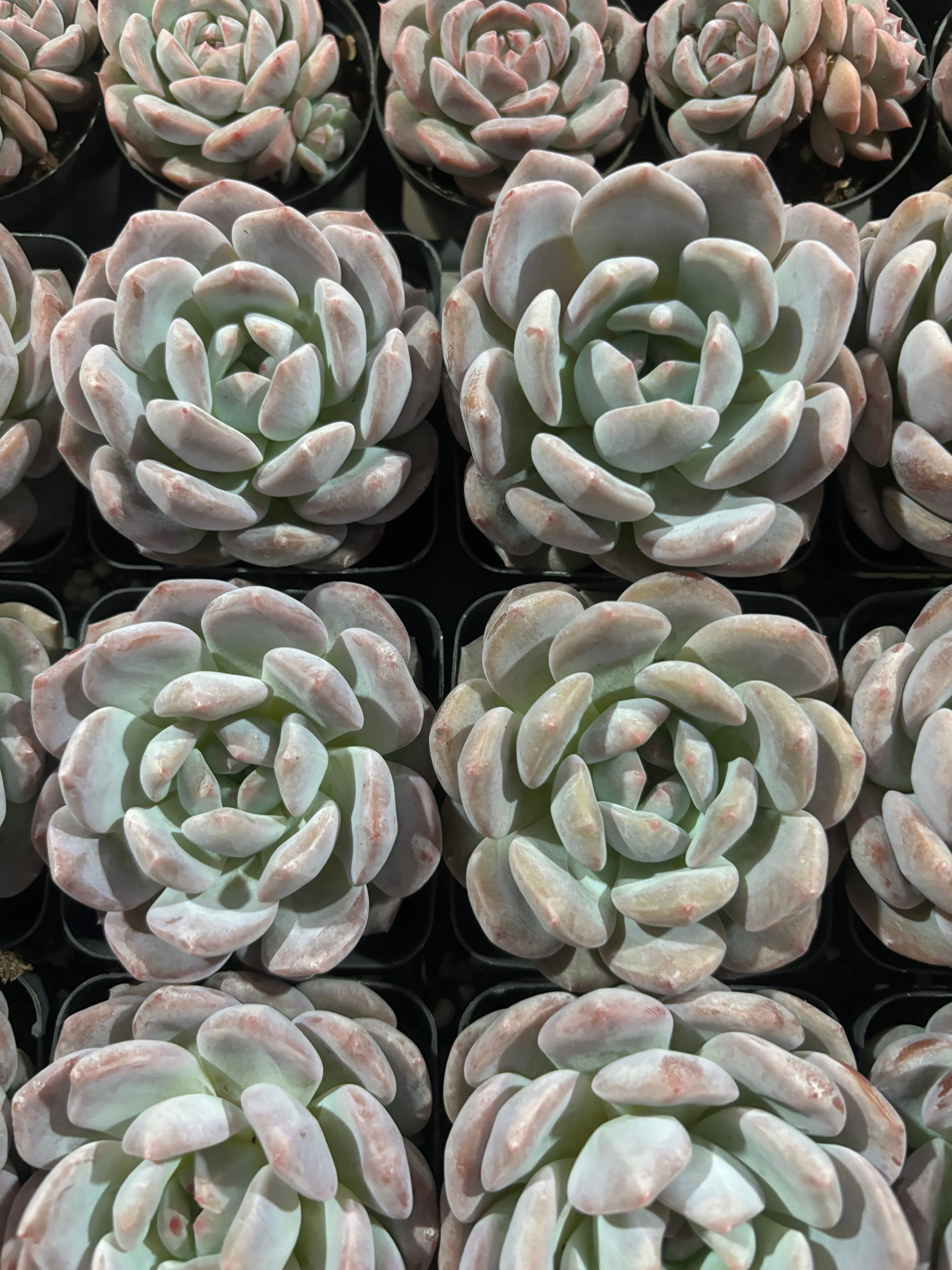 CX002 モンロー エケベリア