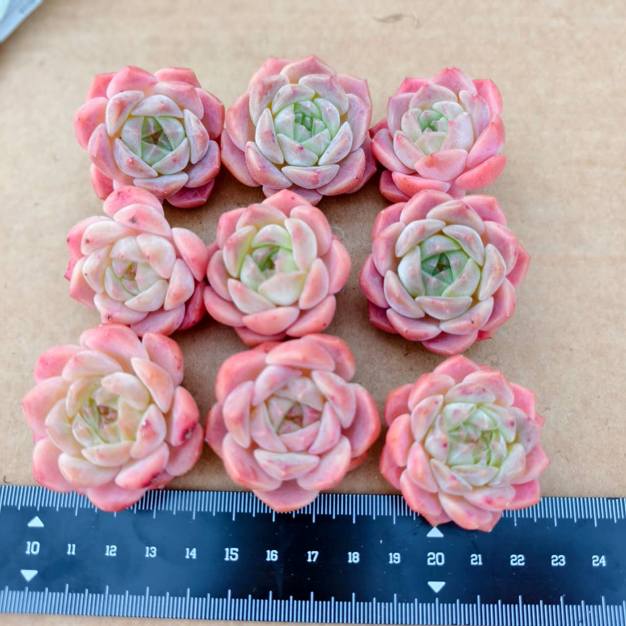 CA033 ハニーガール エケベリア