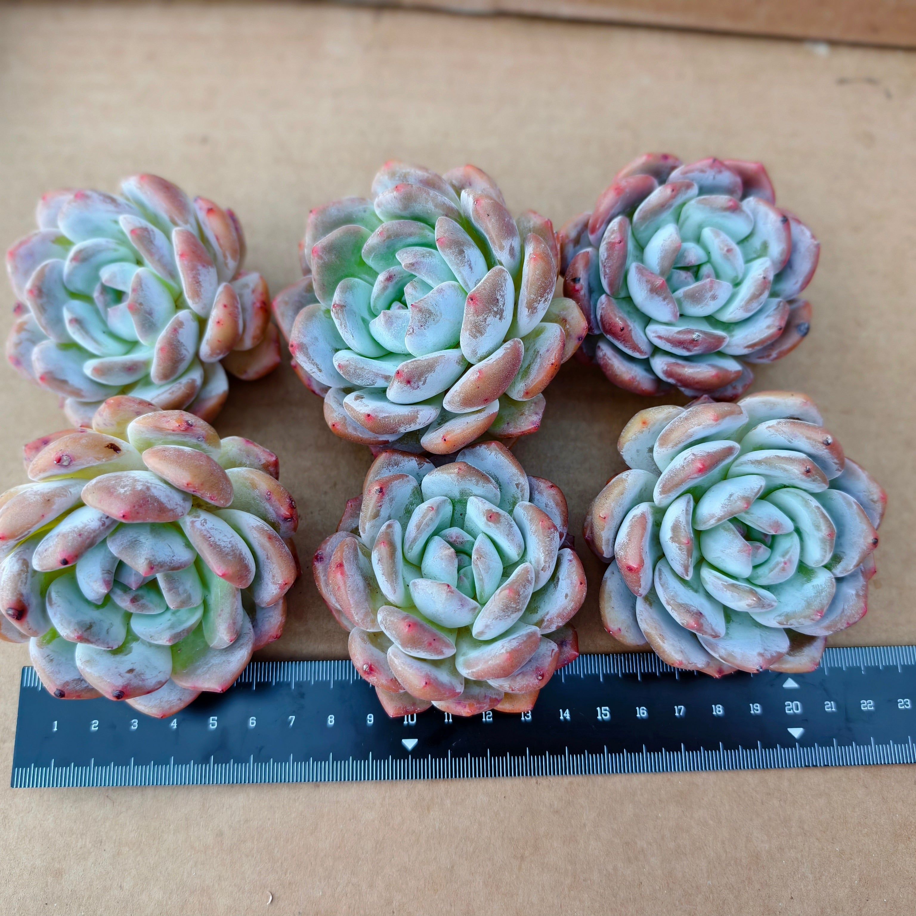 CA035-1 星影 エケベリア