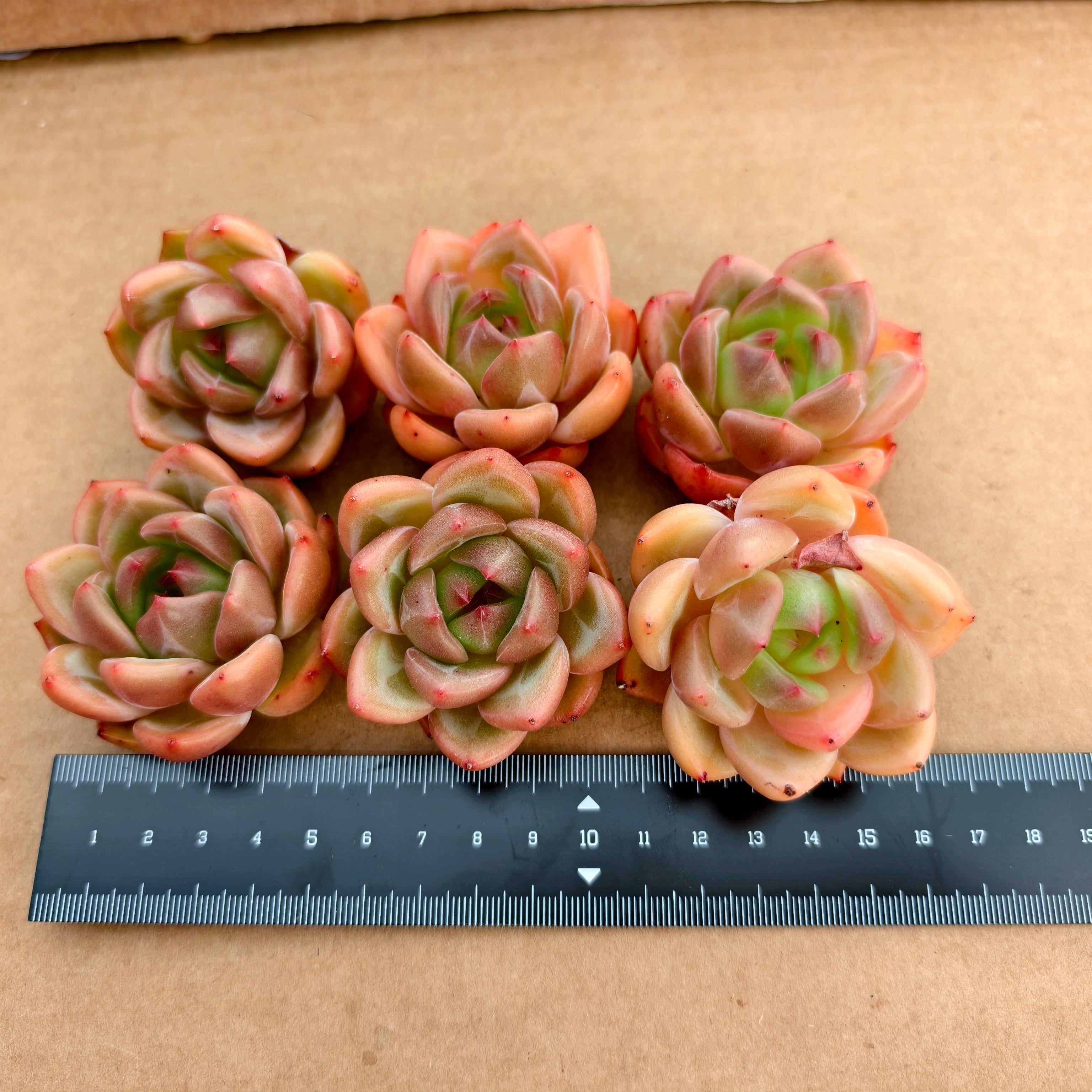 CA023 シャーロット エケベリア