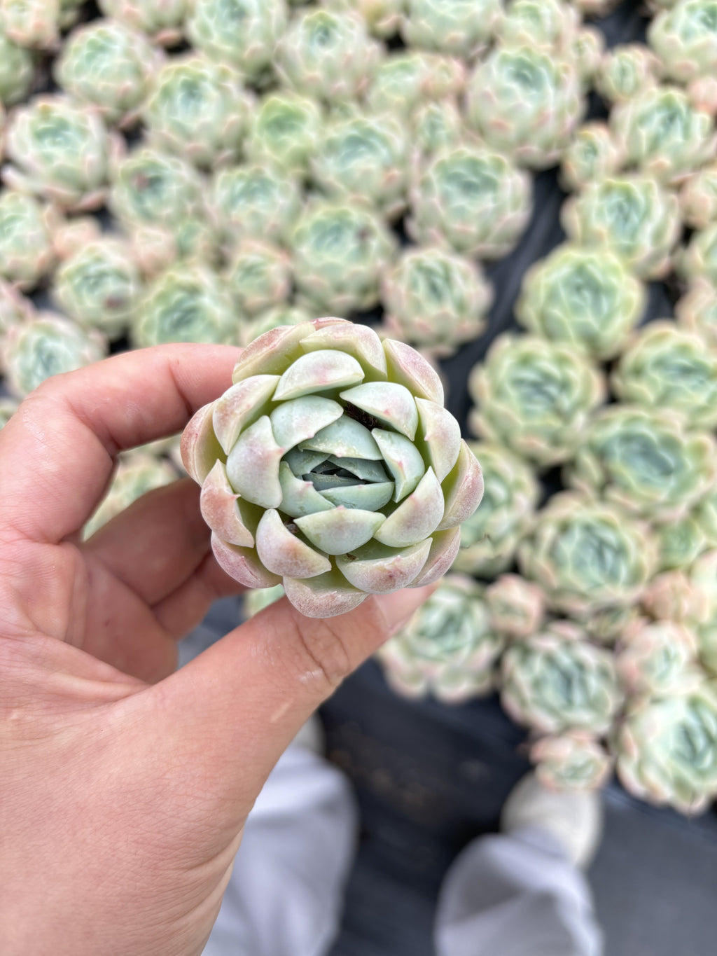 E046 ベリー  エケベリア