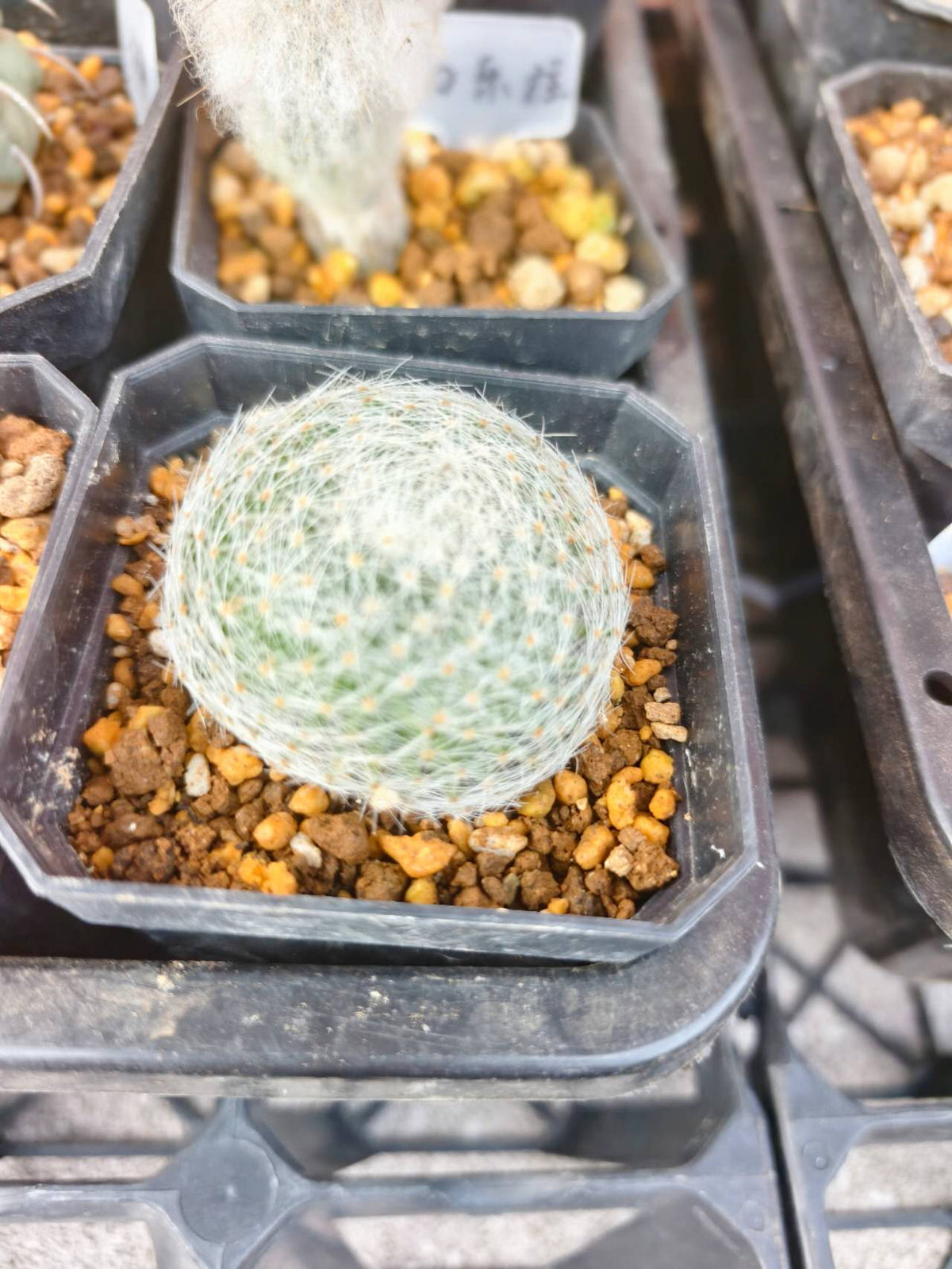 Mammillaria elongata f.  白雲巻巻（小）
