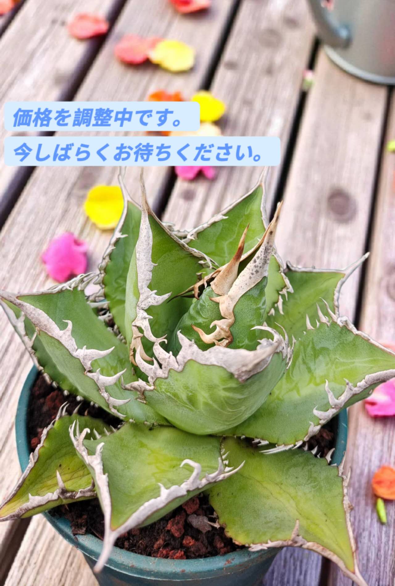 アガベ・チタノタ