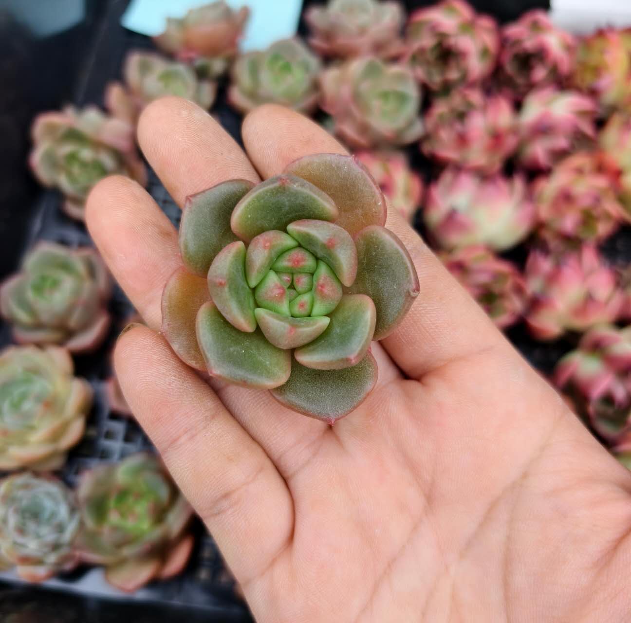 CM020  スノーフィンチ エケベリア