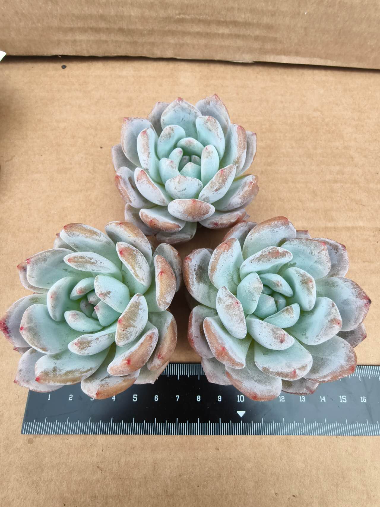 CF006 オレンジモンロー  エケベリア