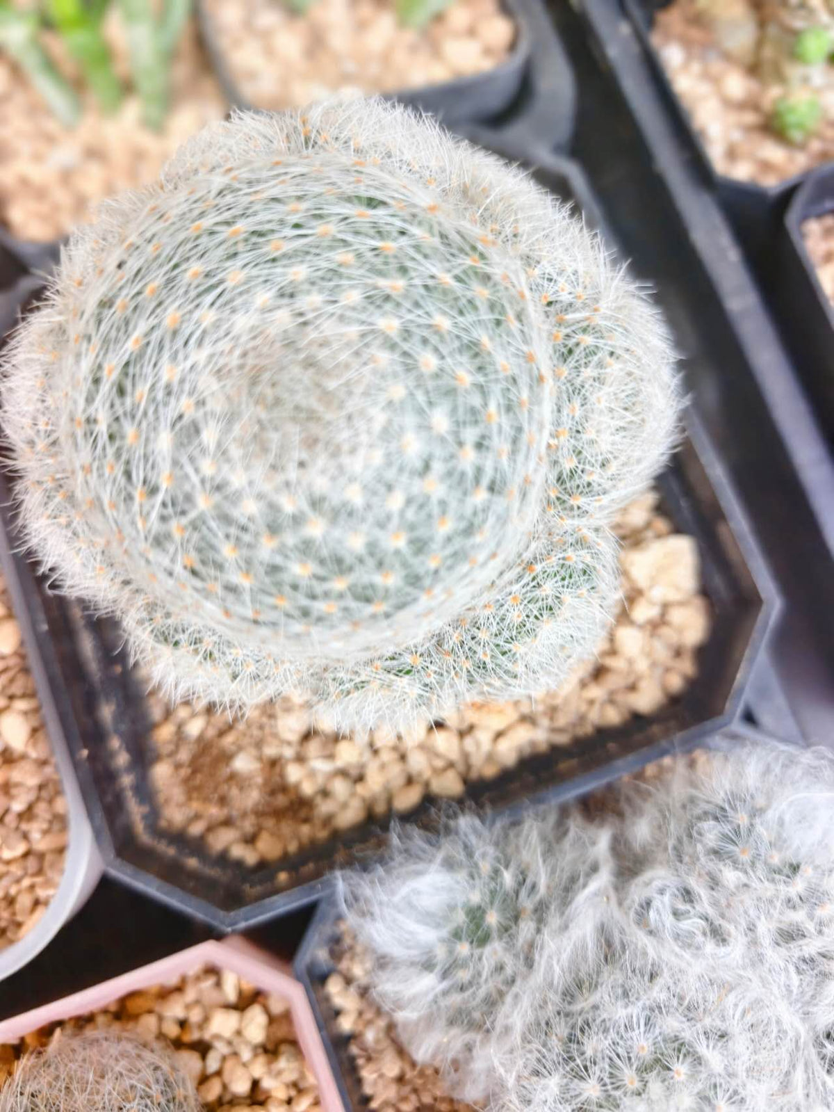 Mammillaria elongata f.  白雲巻巻（大）