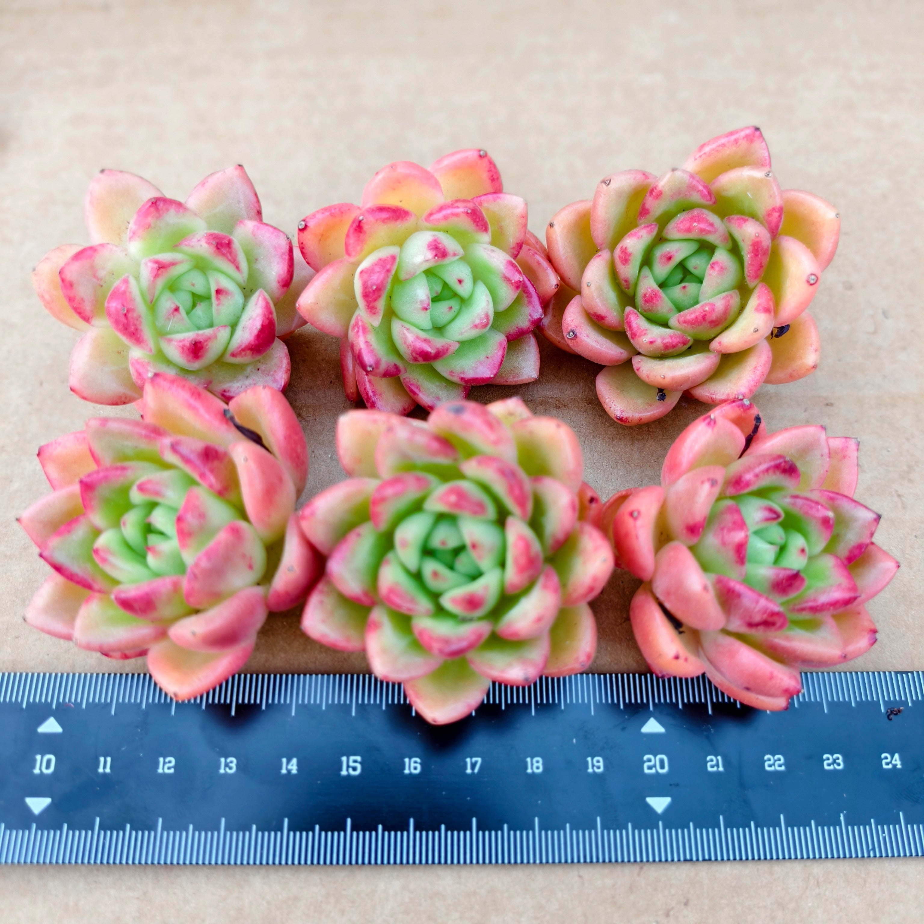 A066 レッドキング エケベリア