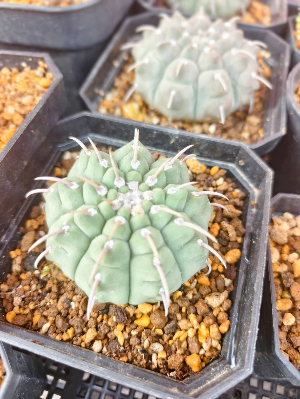 Gymnocalycium vatteri　一本刺バッテリー　