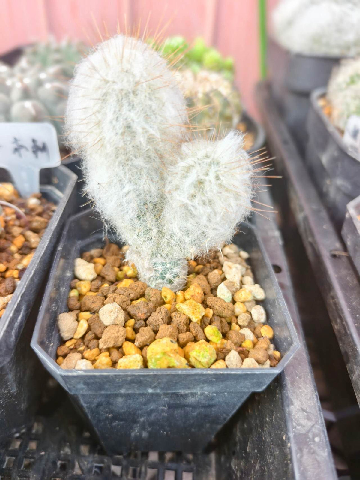 ゲンラク　Espostoa melanostele　