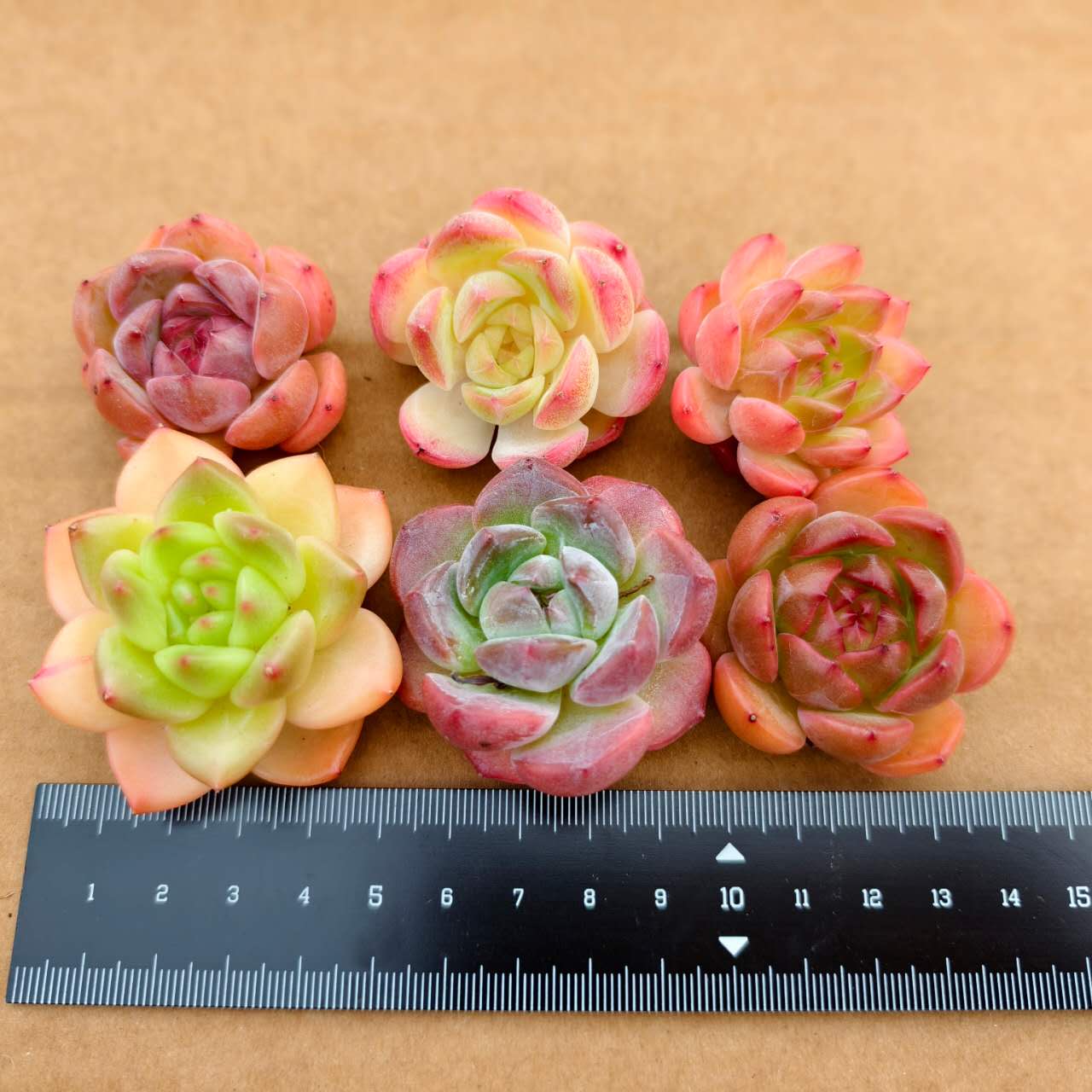 CF005-1 モンロー 交雑種　エケベリア（Mサイズ）