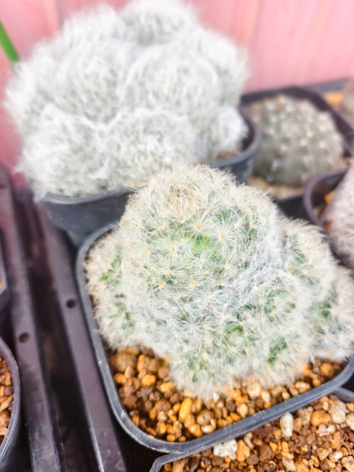 白星　Mammillaria plumosa