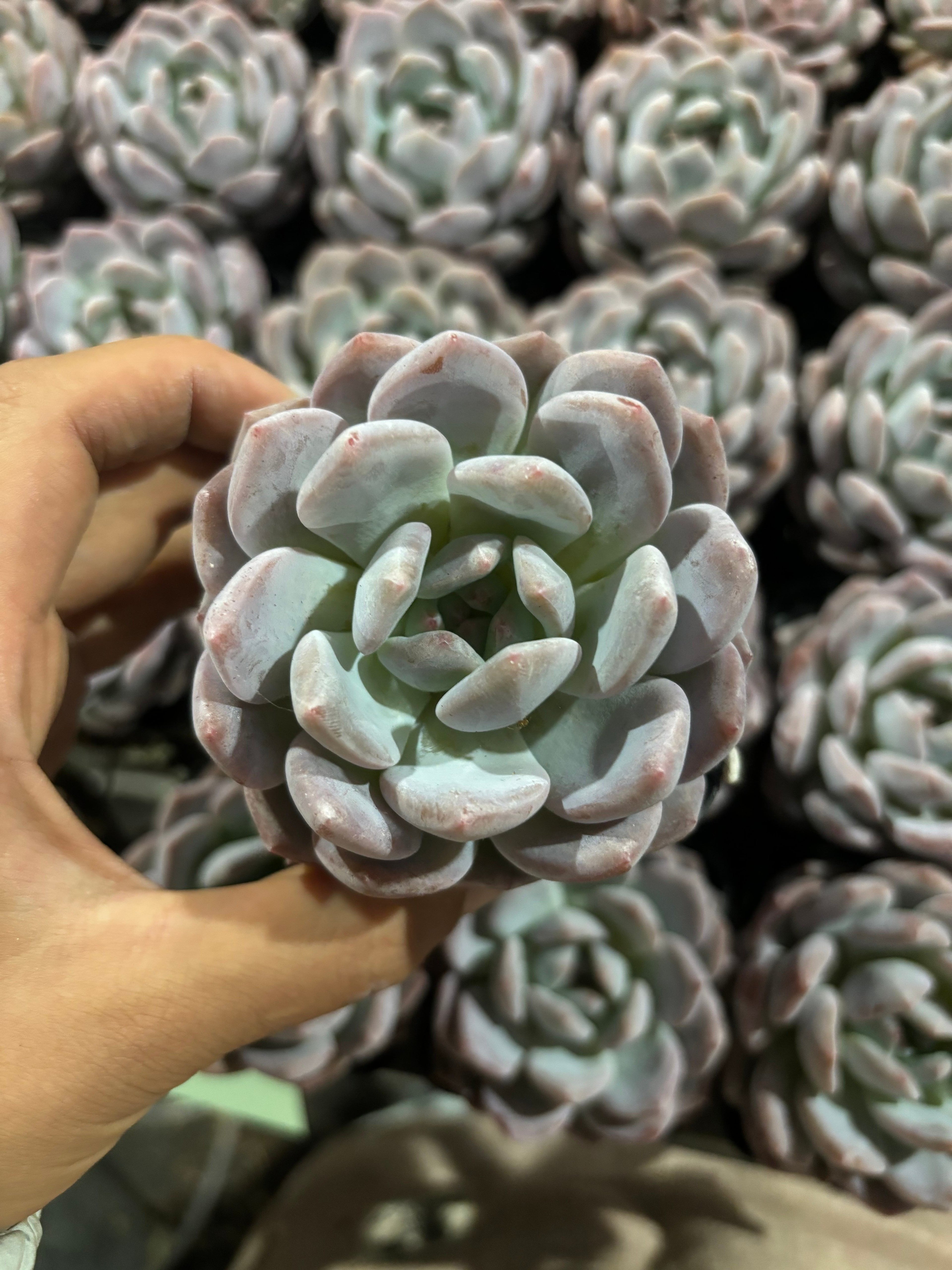 CX002 モンロー エケベリア