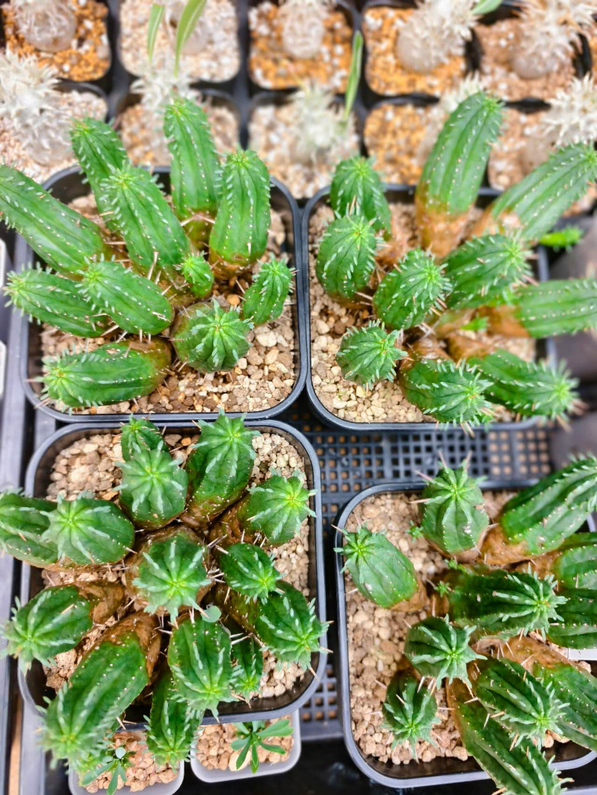 紅キリン　Euphorbia aggregata（大）