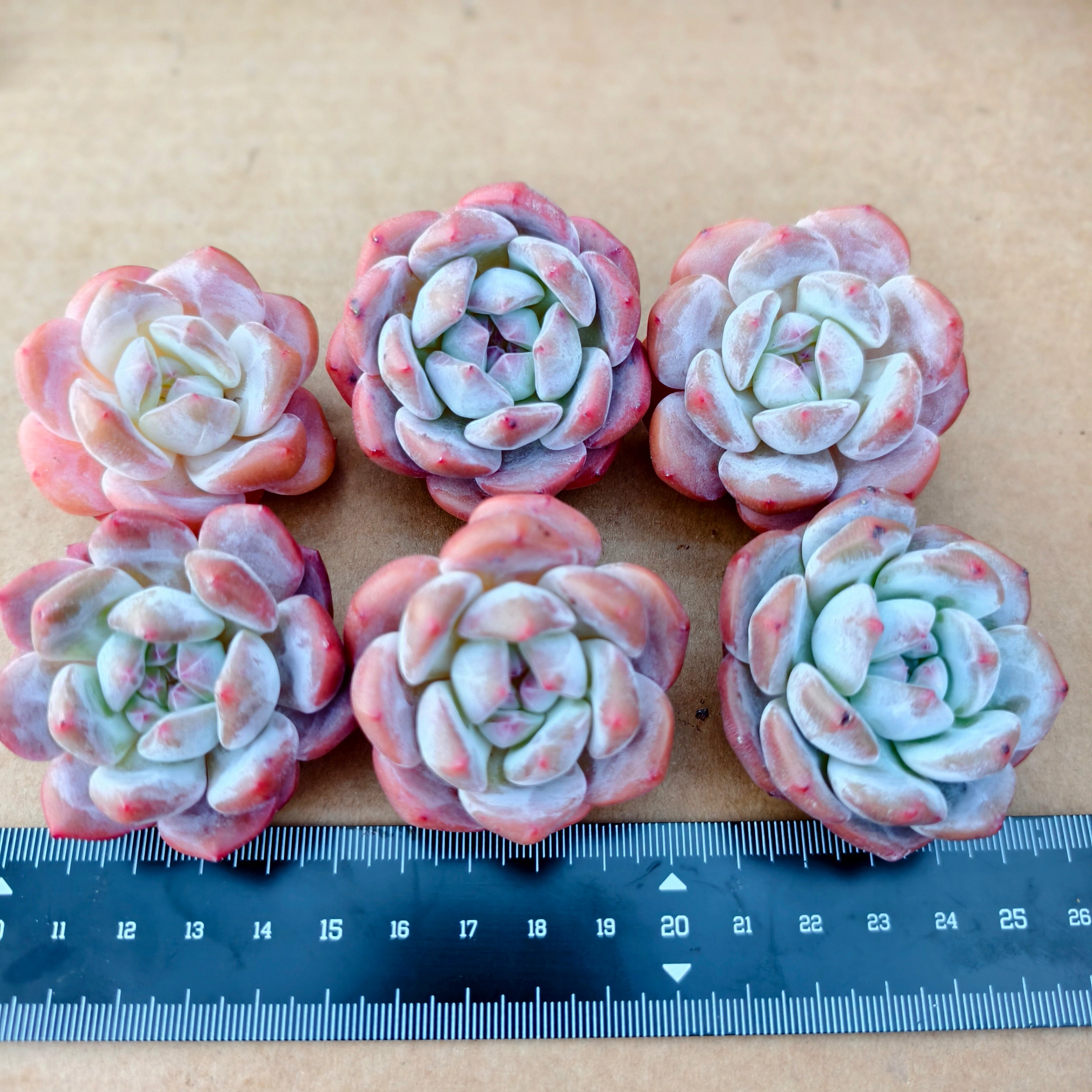 CA035 星影 エケベリア