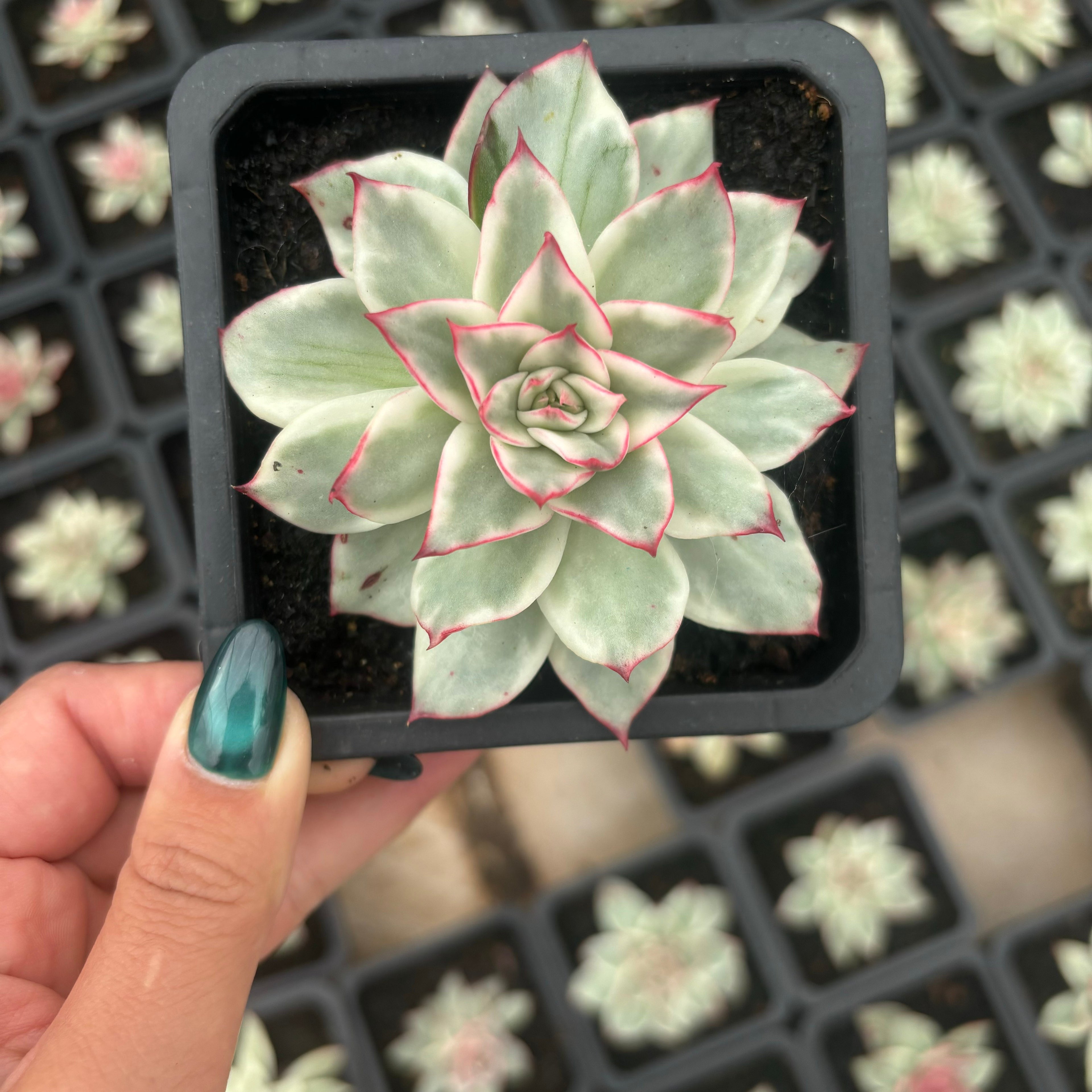 FO79 ジゼル 錦 エケベリア（鉢物）