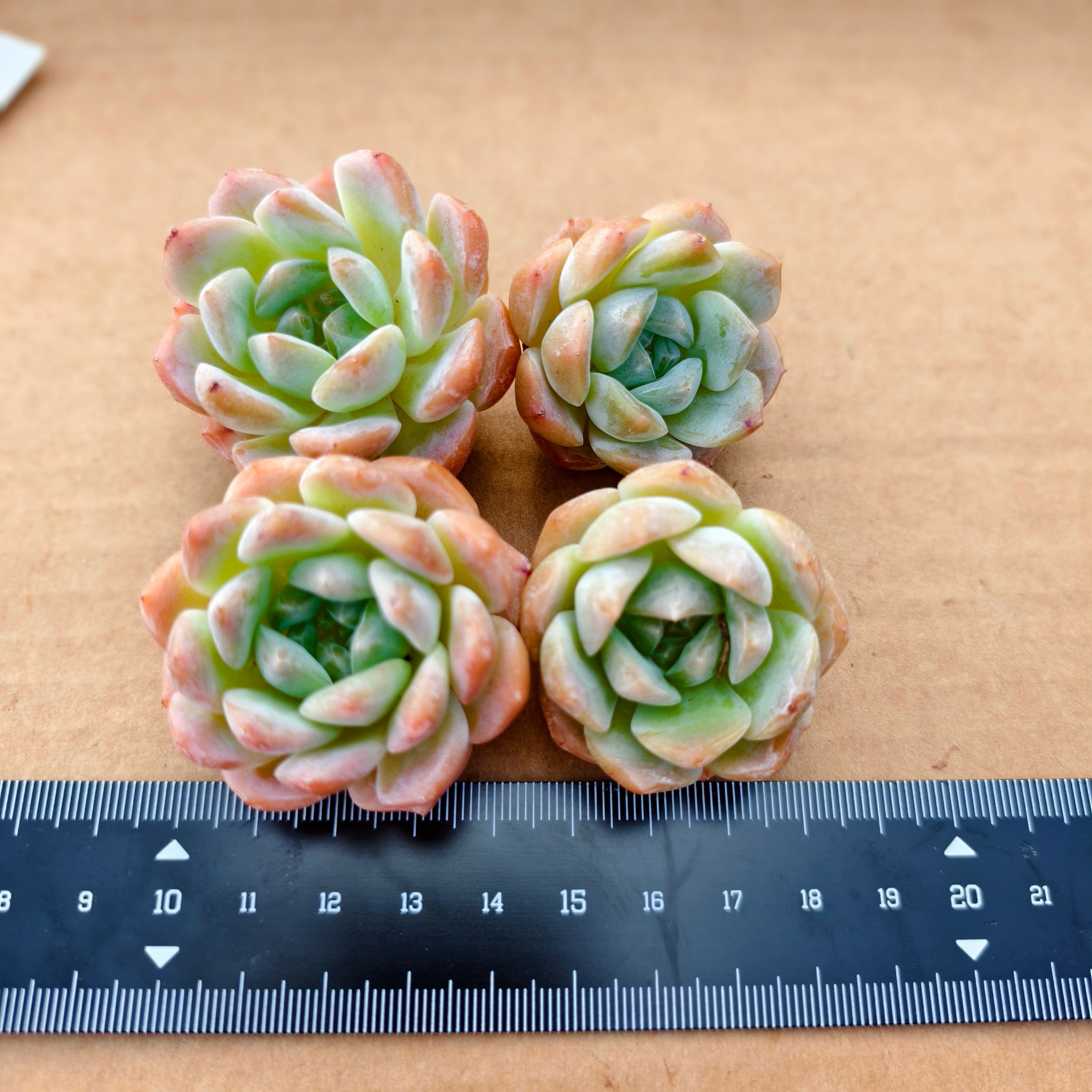 CM021  スノーパフ エケベリア