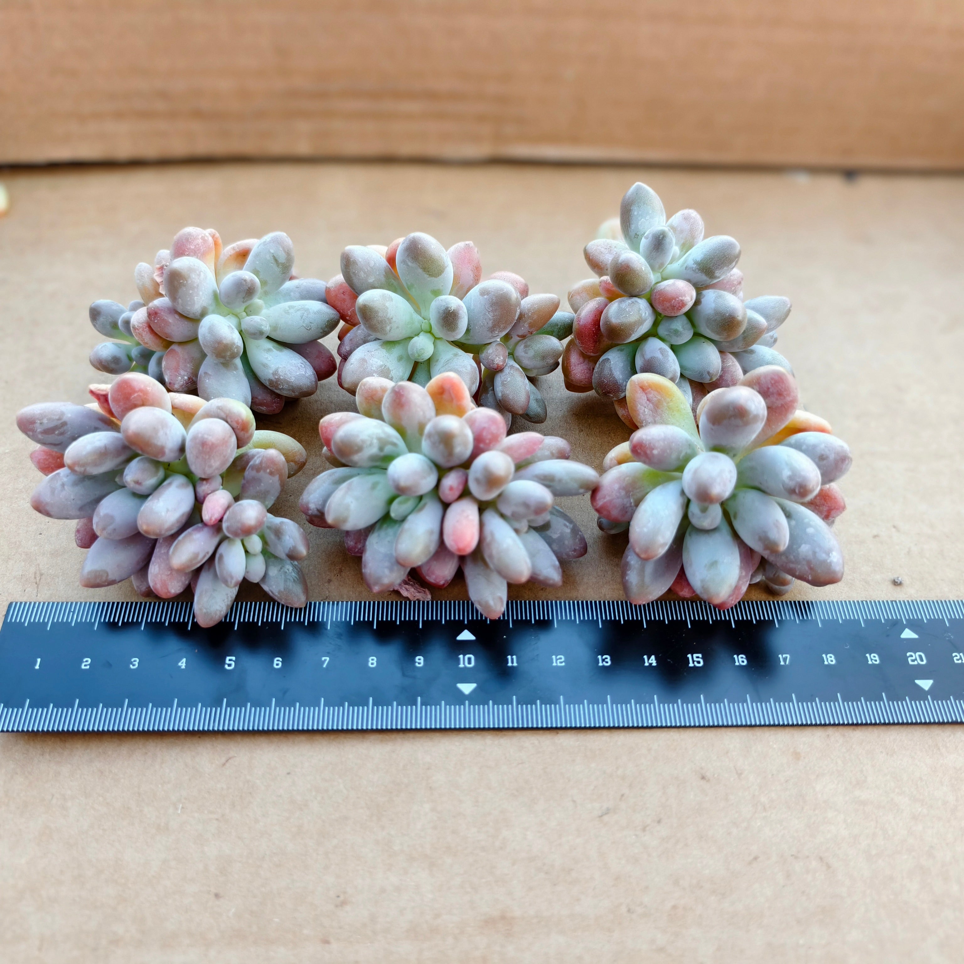 A033 ハニーガール エケベリア