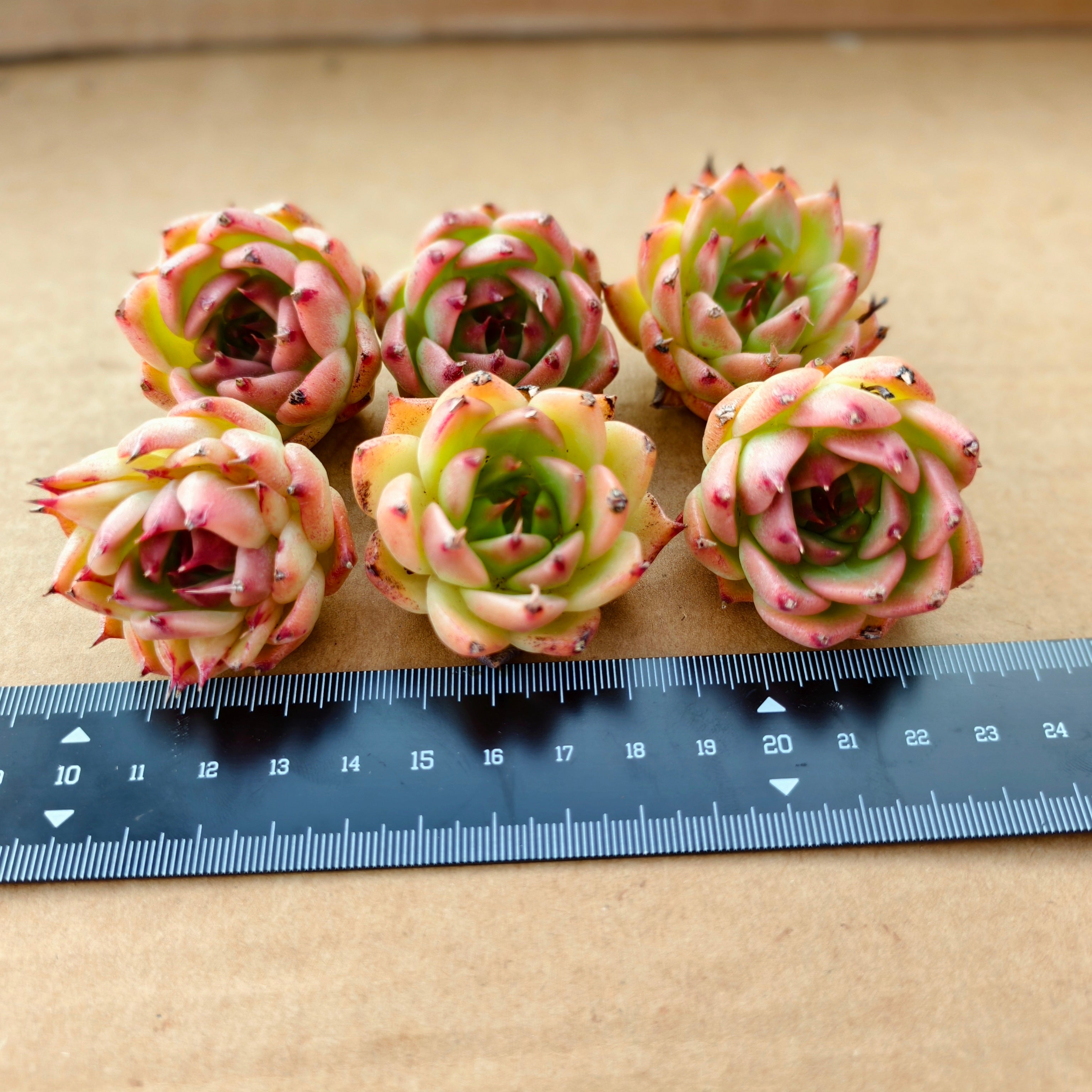 A027 トスカーナ エケベリア