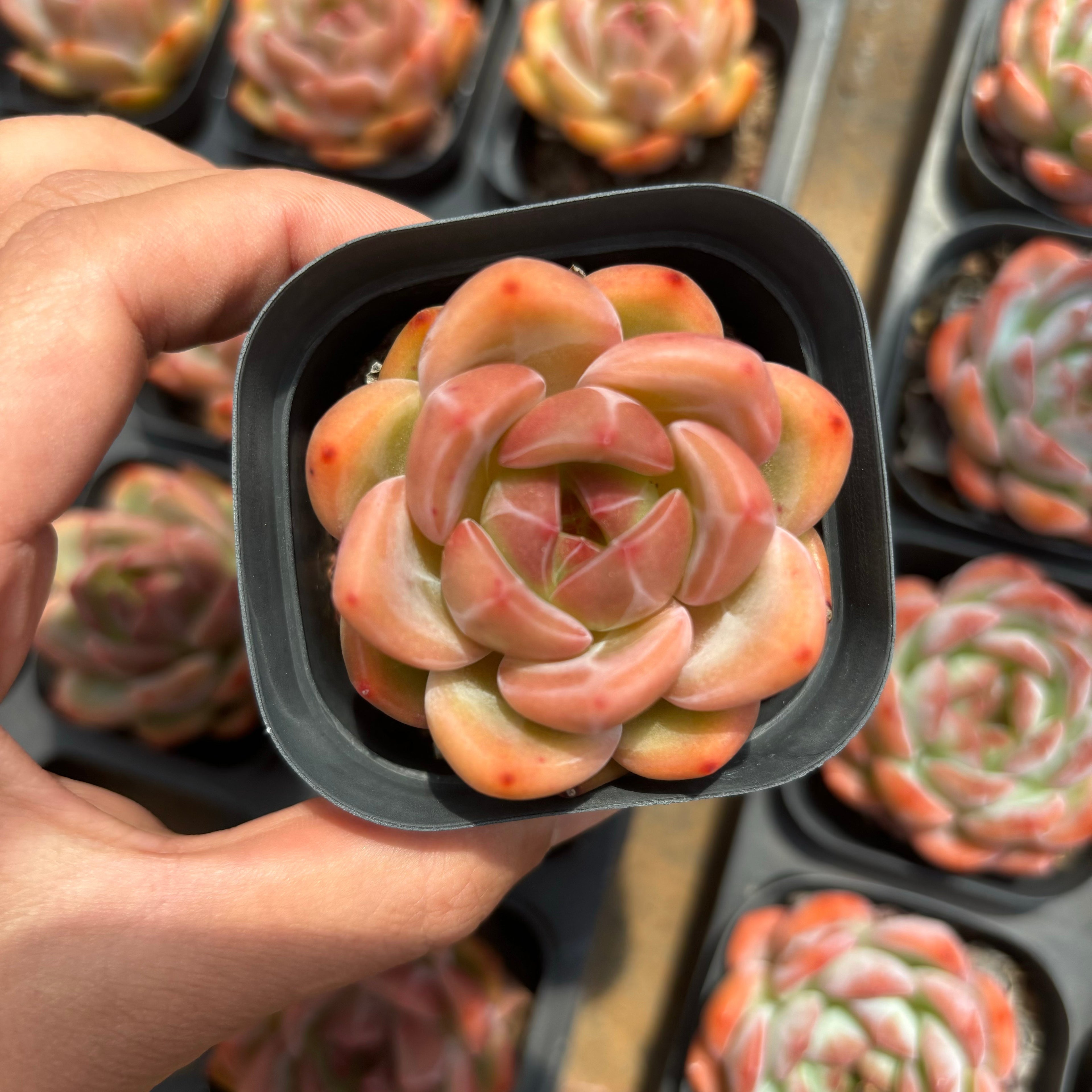 A068 エケベリア シャーロット