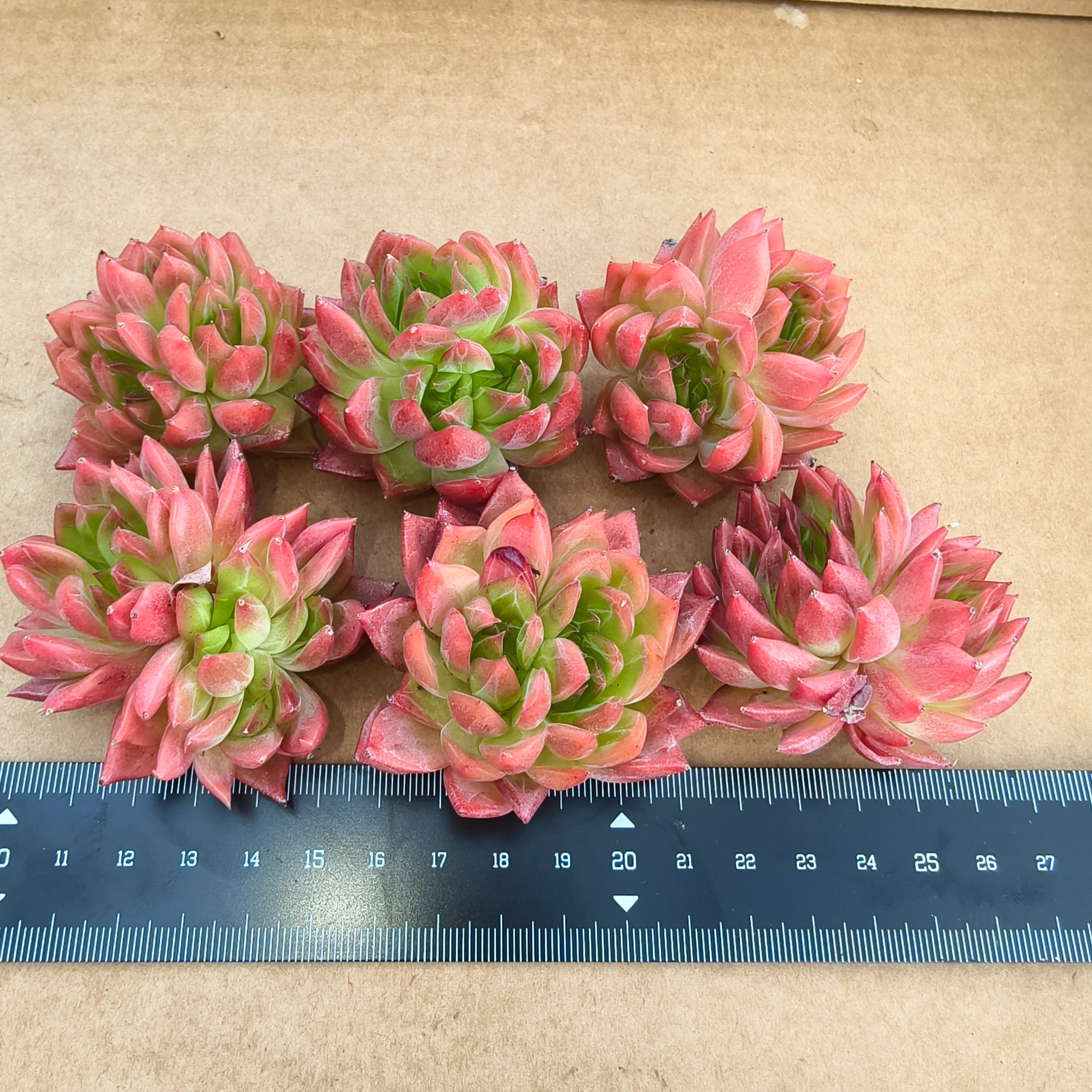 CA037 フラワーソング エケベリア