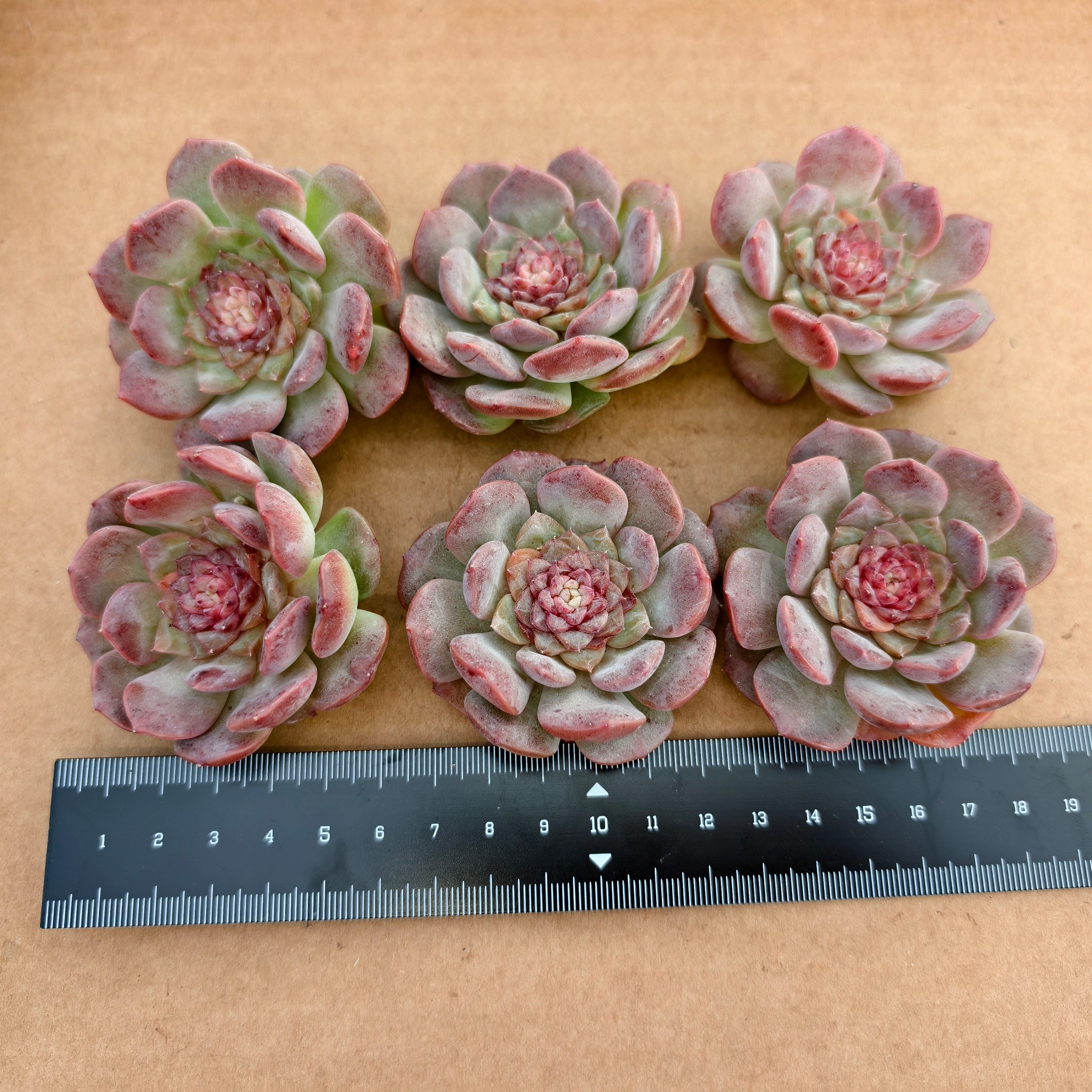 CX004 ブラウンローズ エケベリア