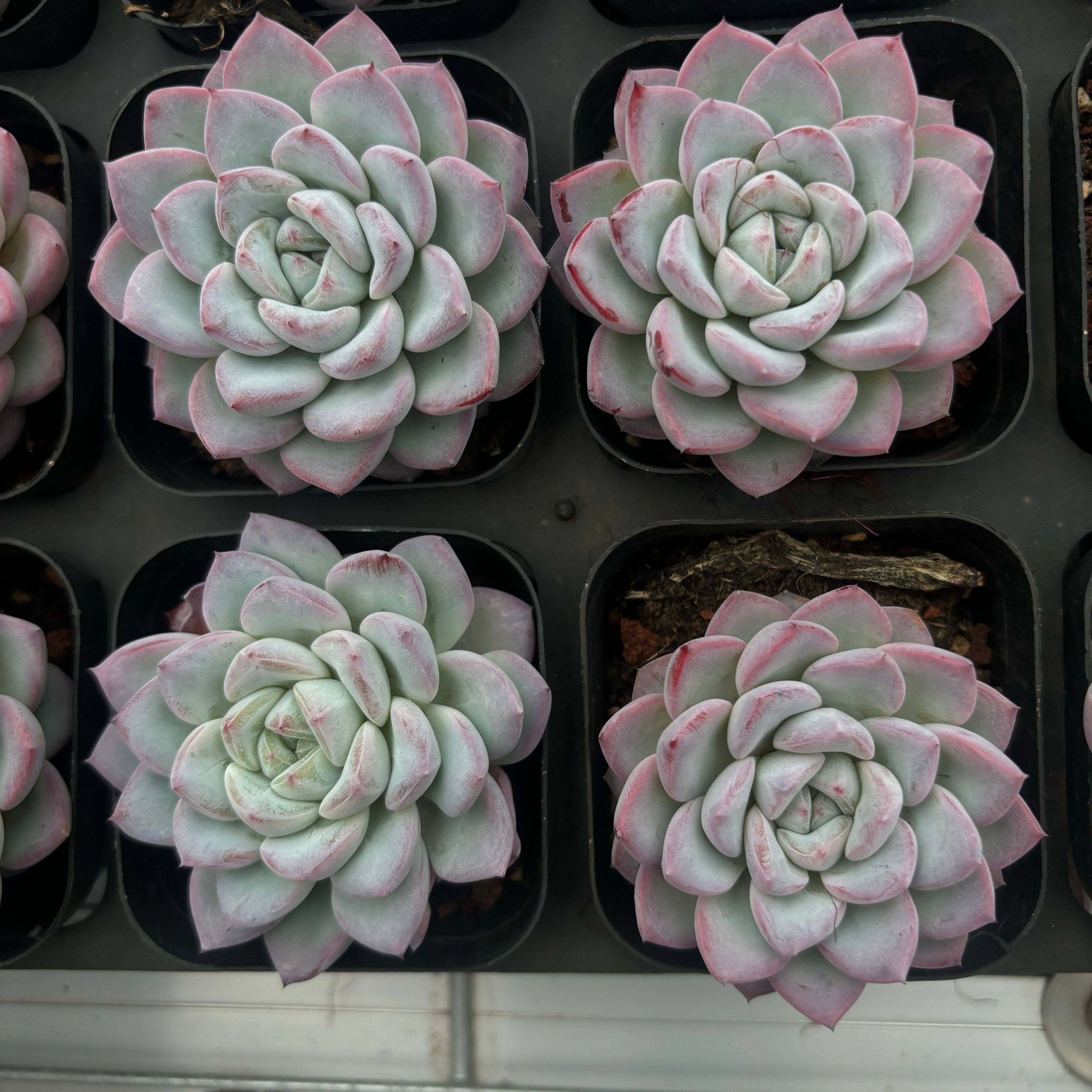 A002 ヴェルター エケベリア