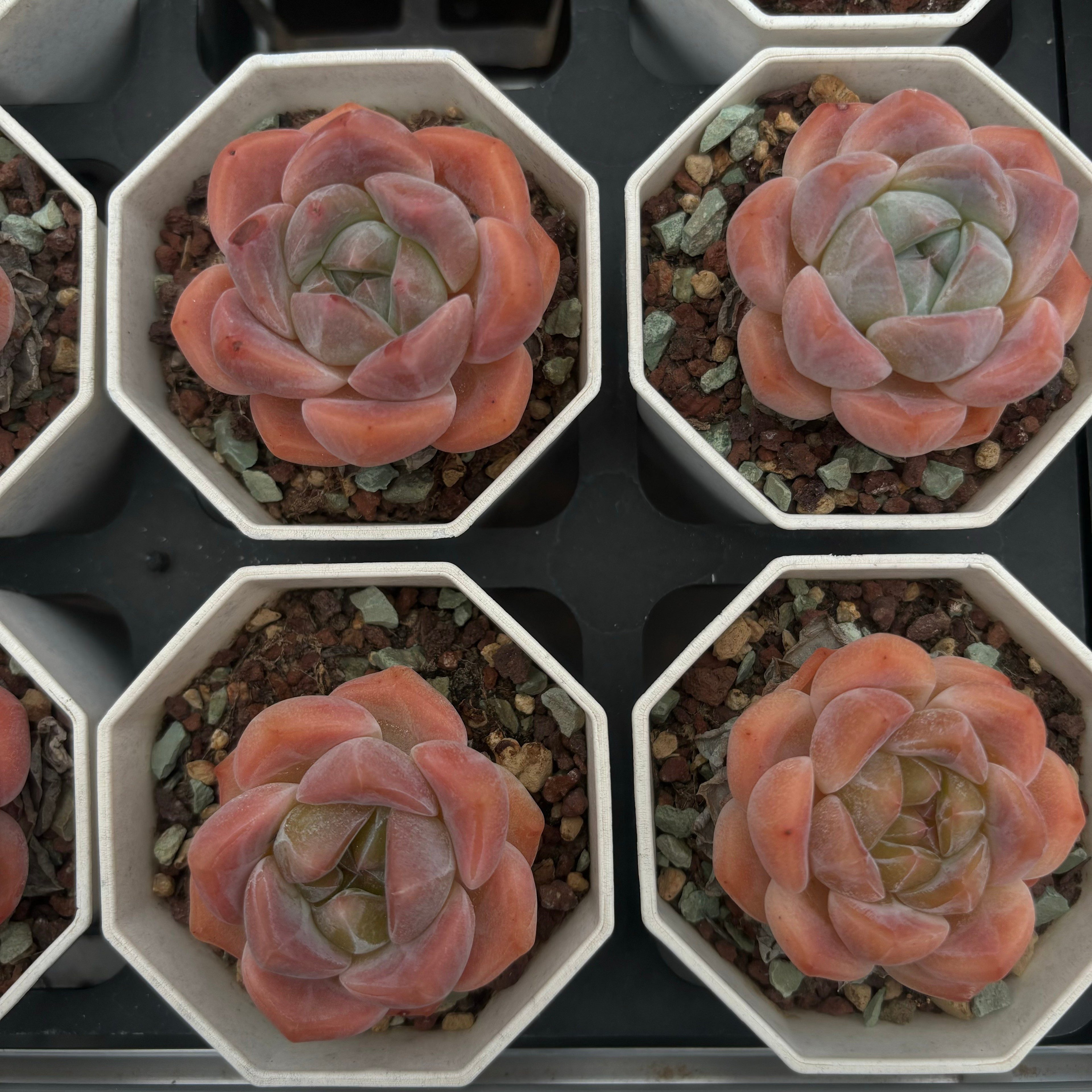 A004 エケベリア ハナ・ビューティ