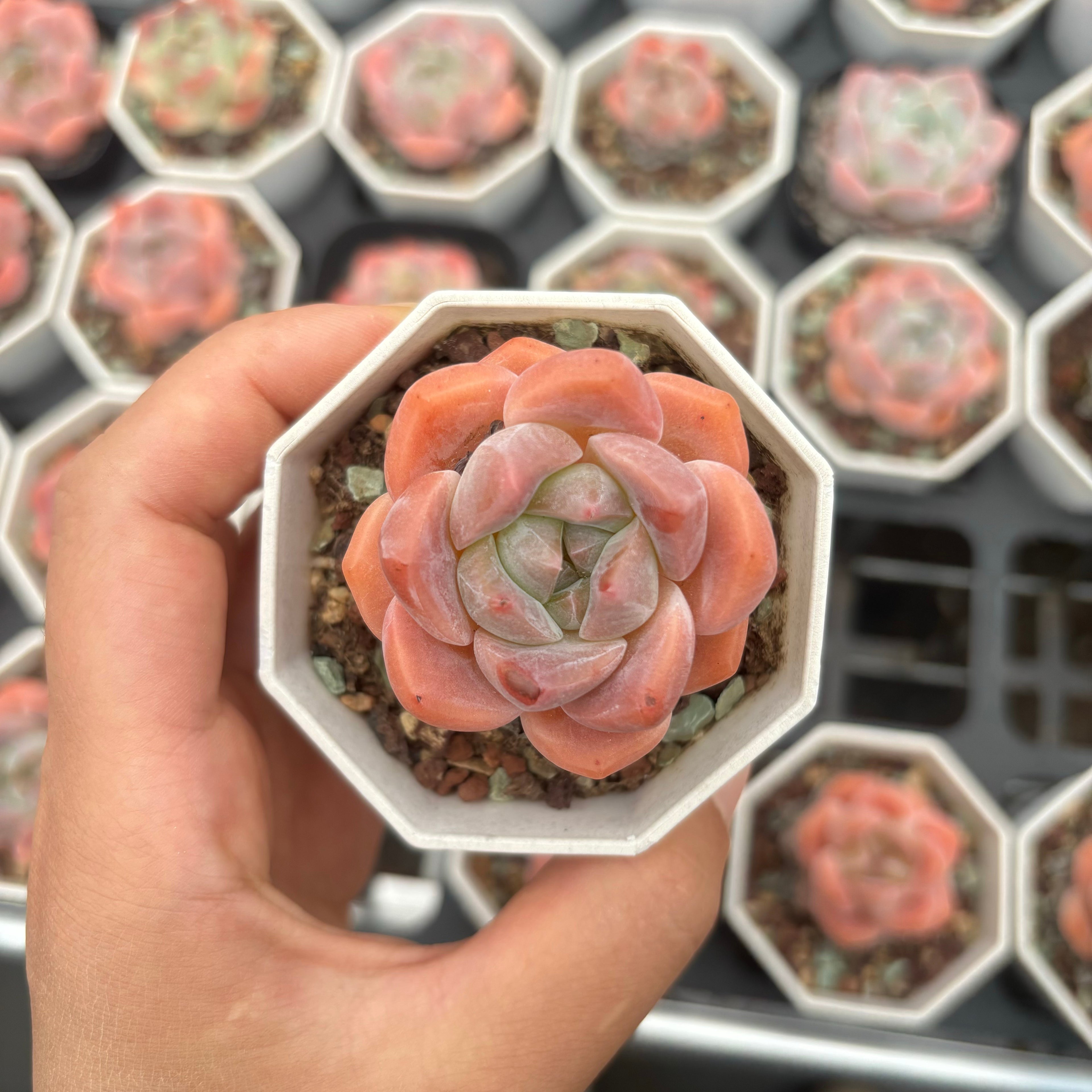 A004 エケベリア ハナ・ビューティ