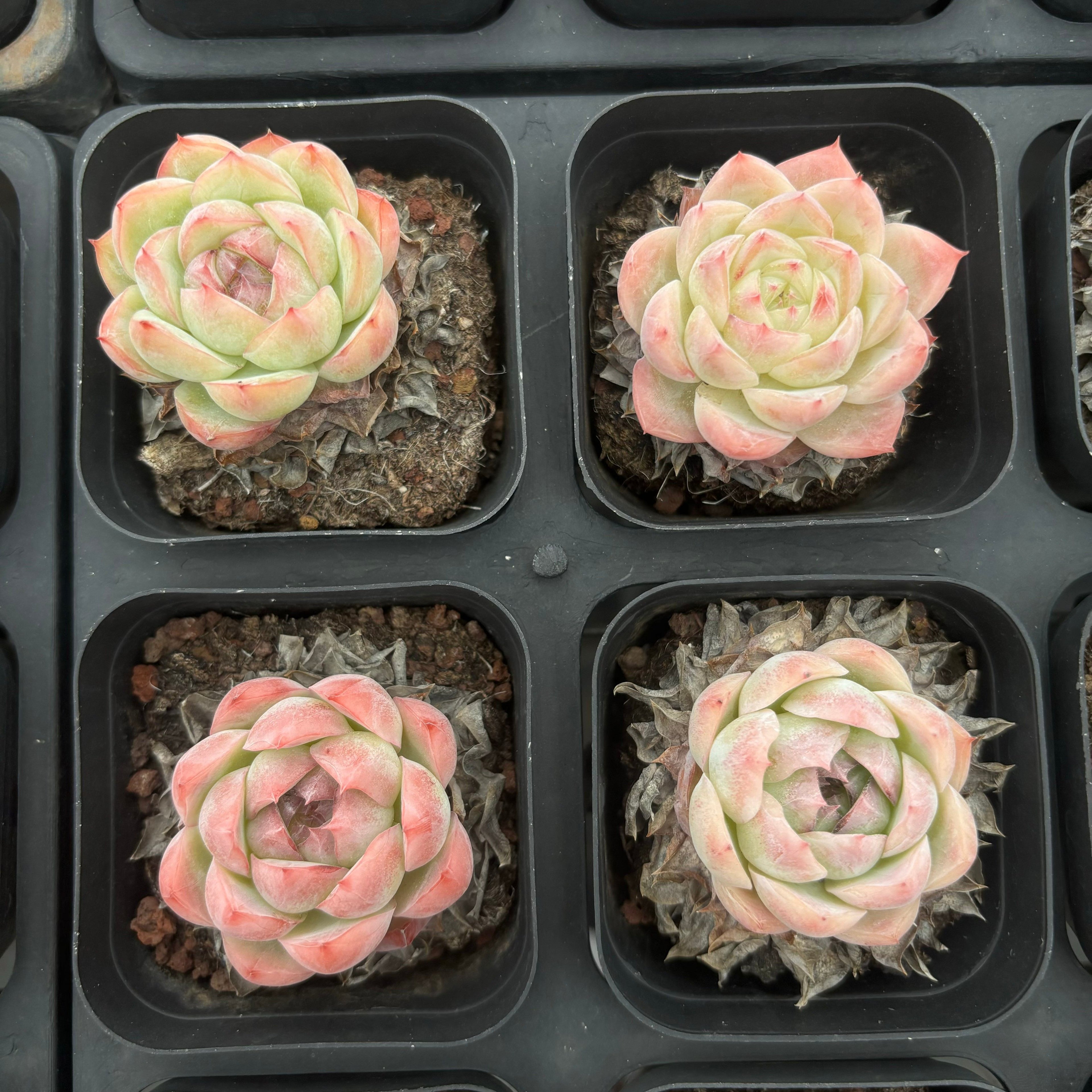 CA006 ローズ ザラゴーサ  エケベリア