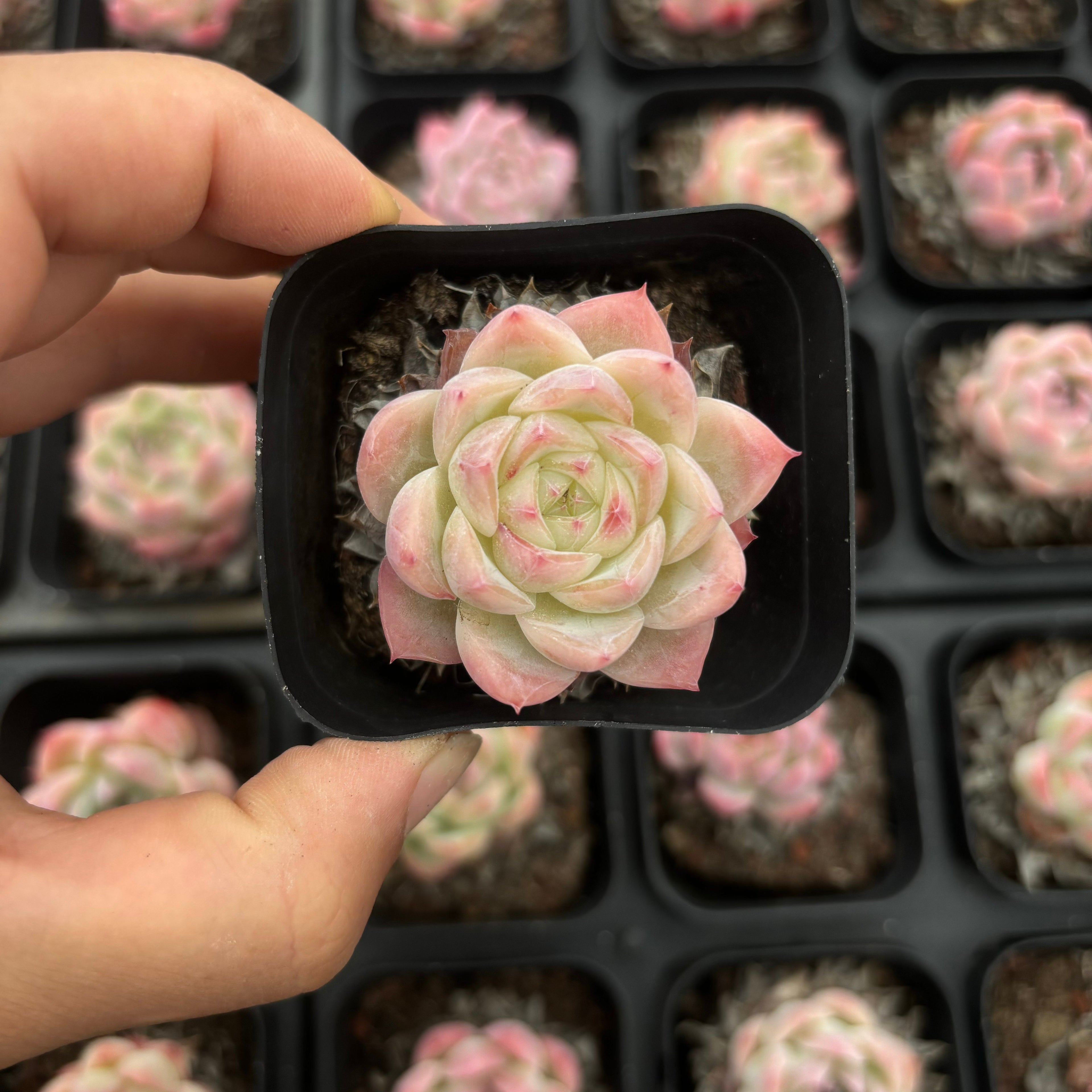 CA006 ローズ ザラゴーサ  エケベリア