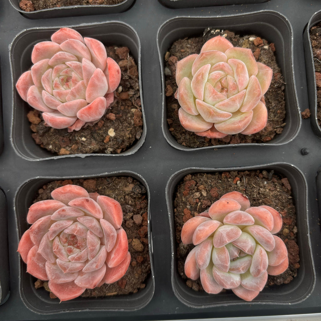 A007 エケベリア クリーム・ローズ