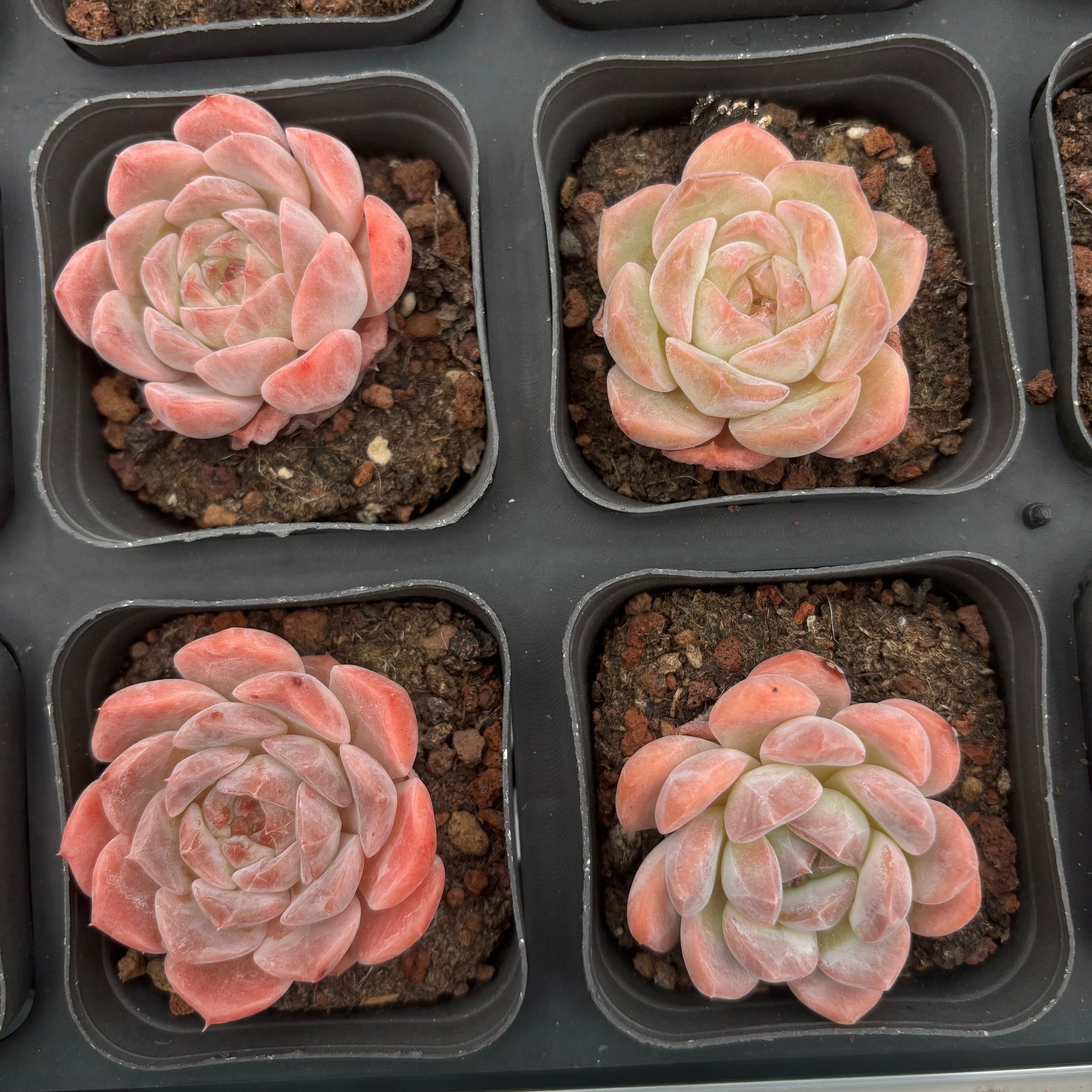 A007 エケベリア クリーム・ローズ