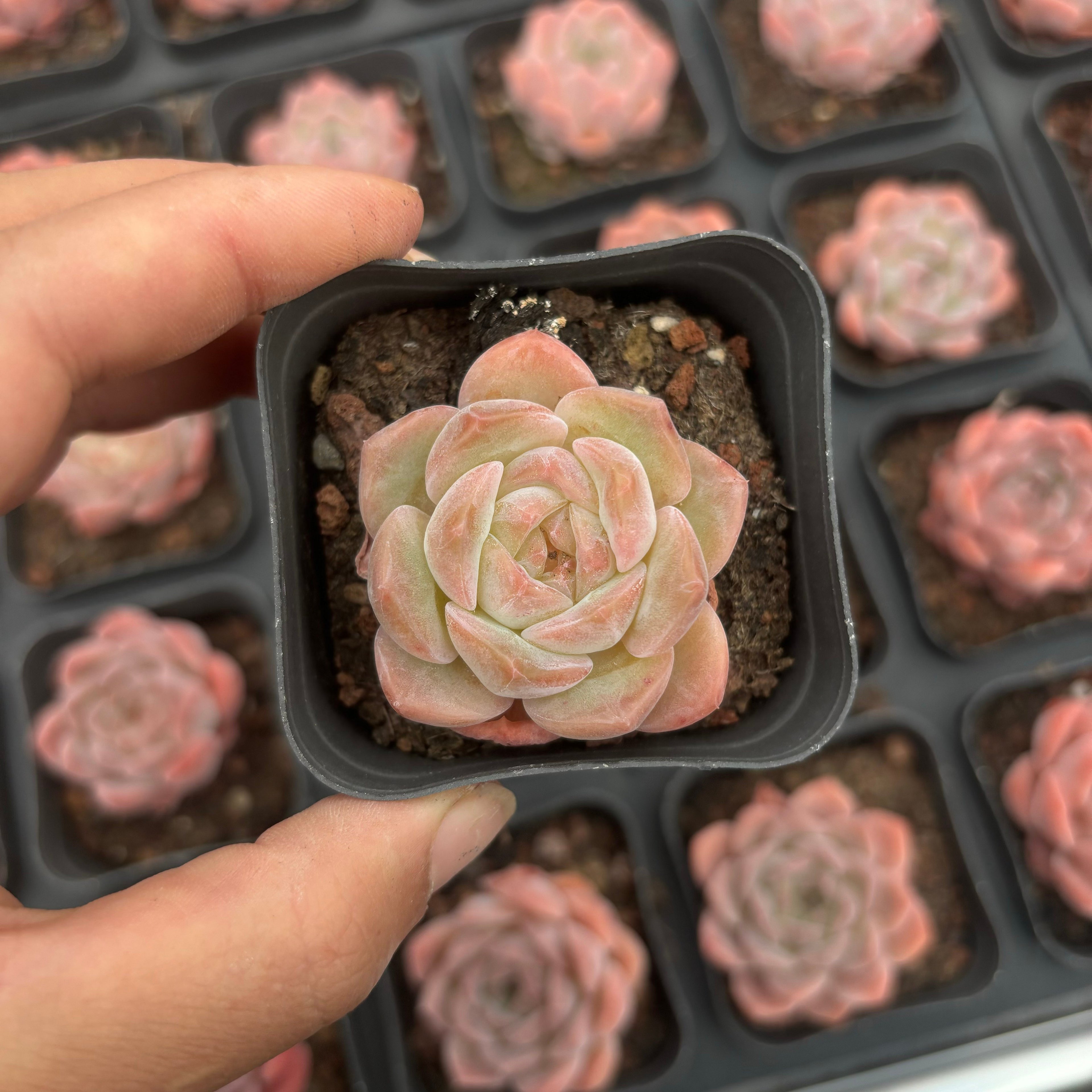 A007 エケベリア クリーム・ローズ