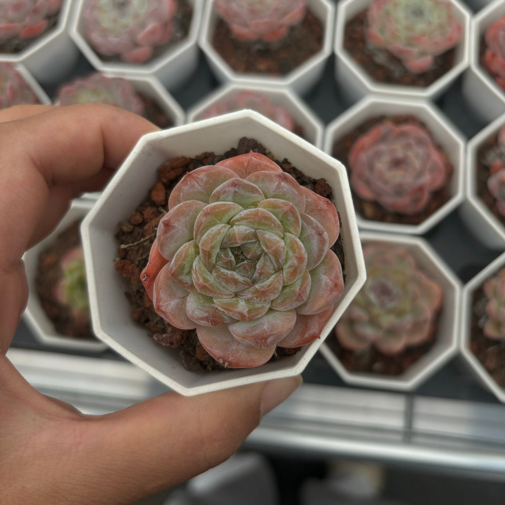 A008 エケベリア  G3-06