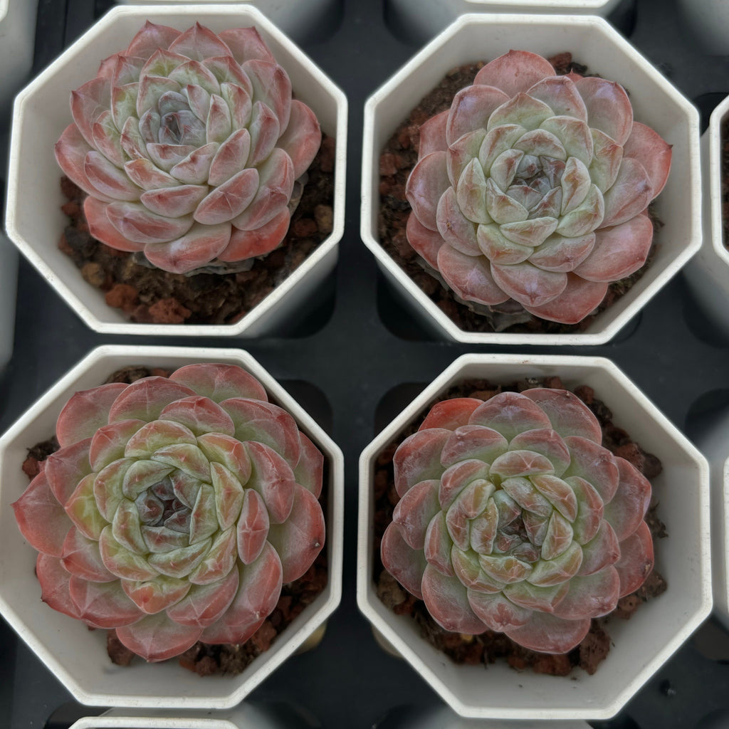 A008 エケベリア  G3-06