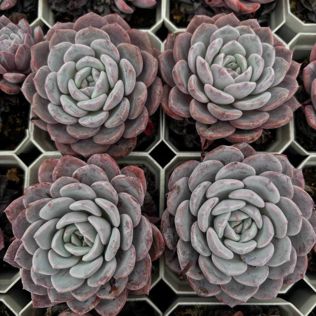 CA010 ラフィア エケベリア