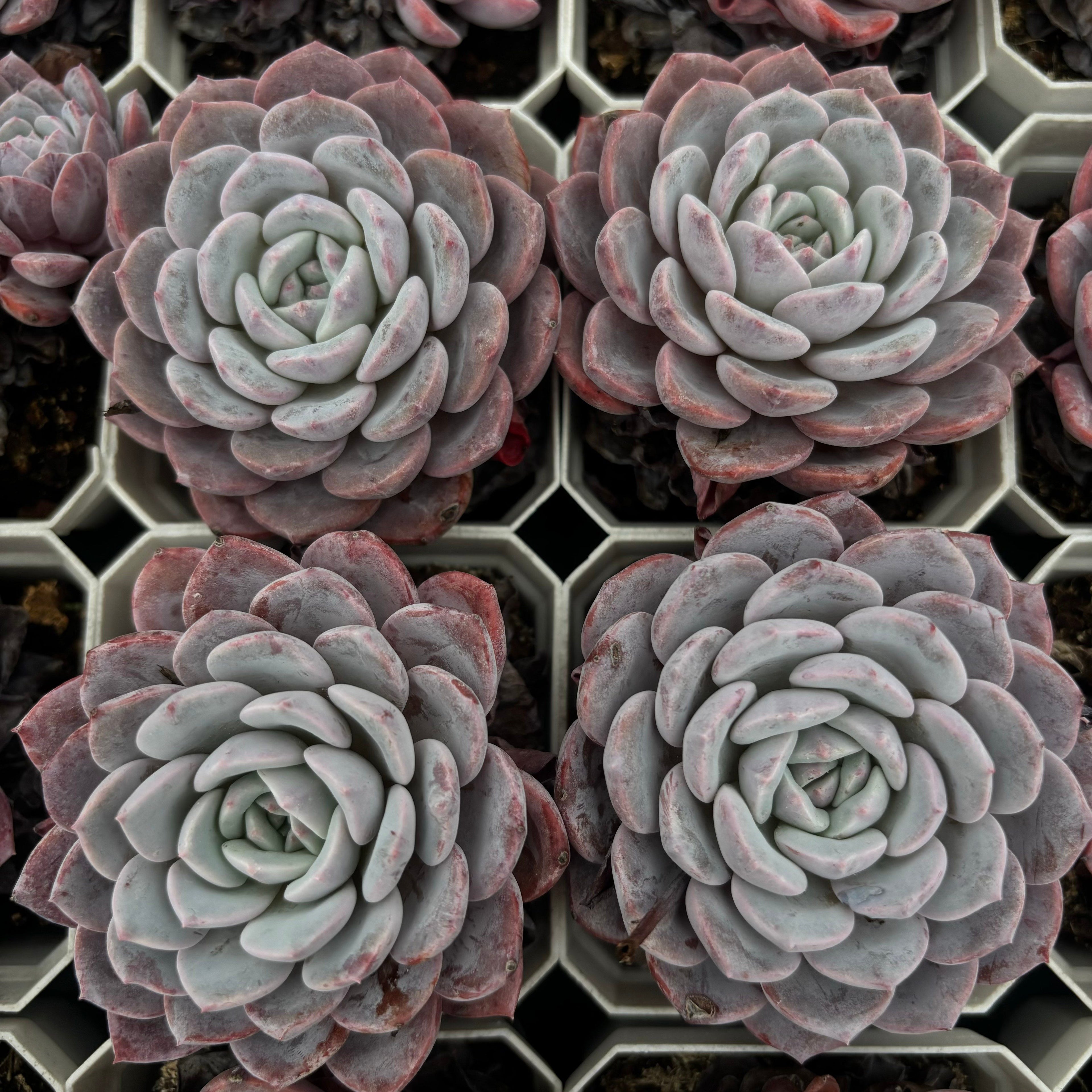 CA010 ラフィア エケベリア