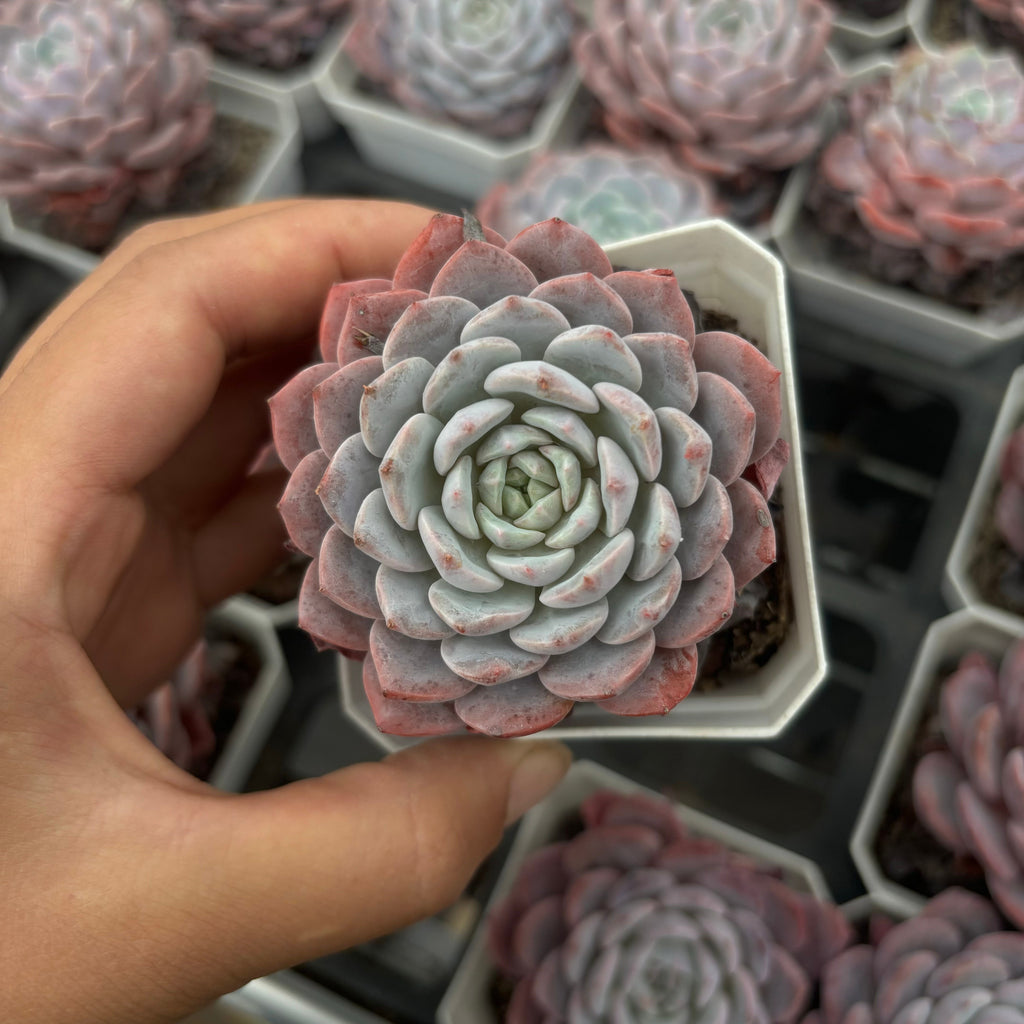 CA010 ラフィア エケベリア