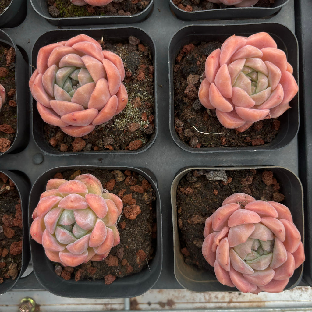 A012 ピュアラブ エケベリア