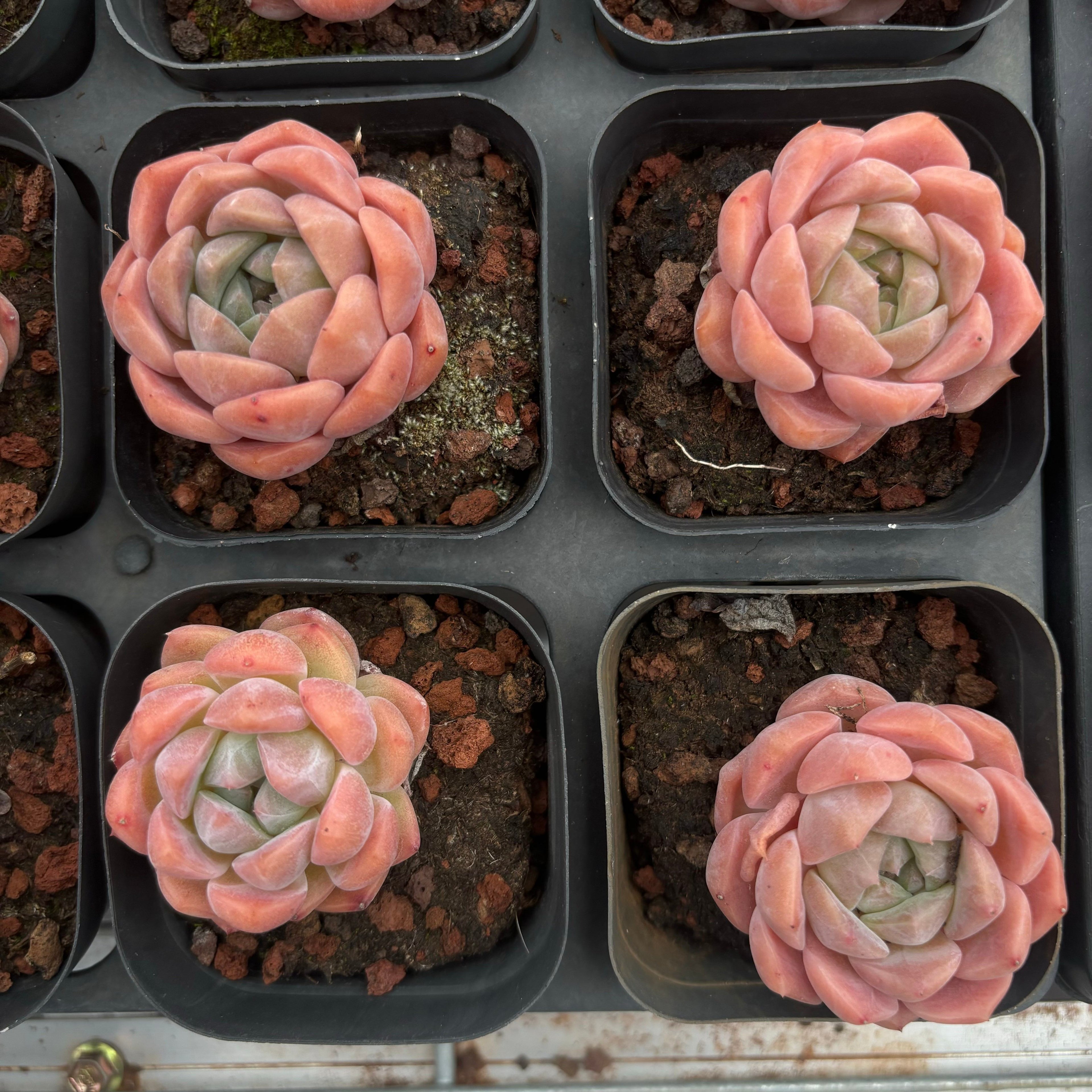 A012 ピュアラブ エケベリア