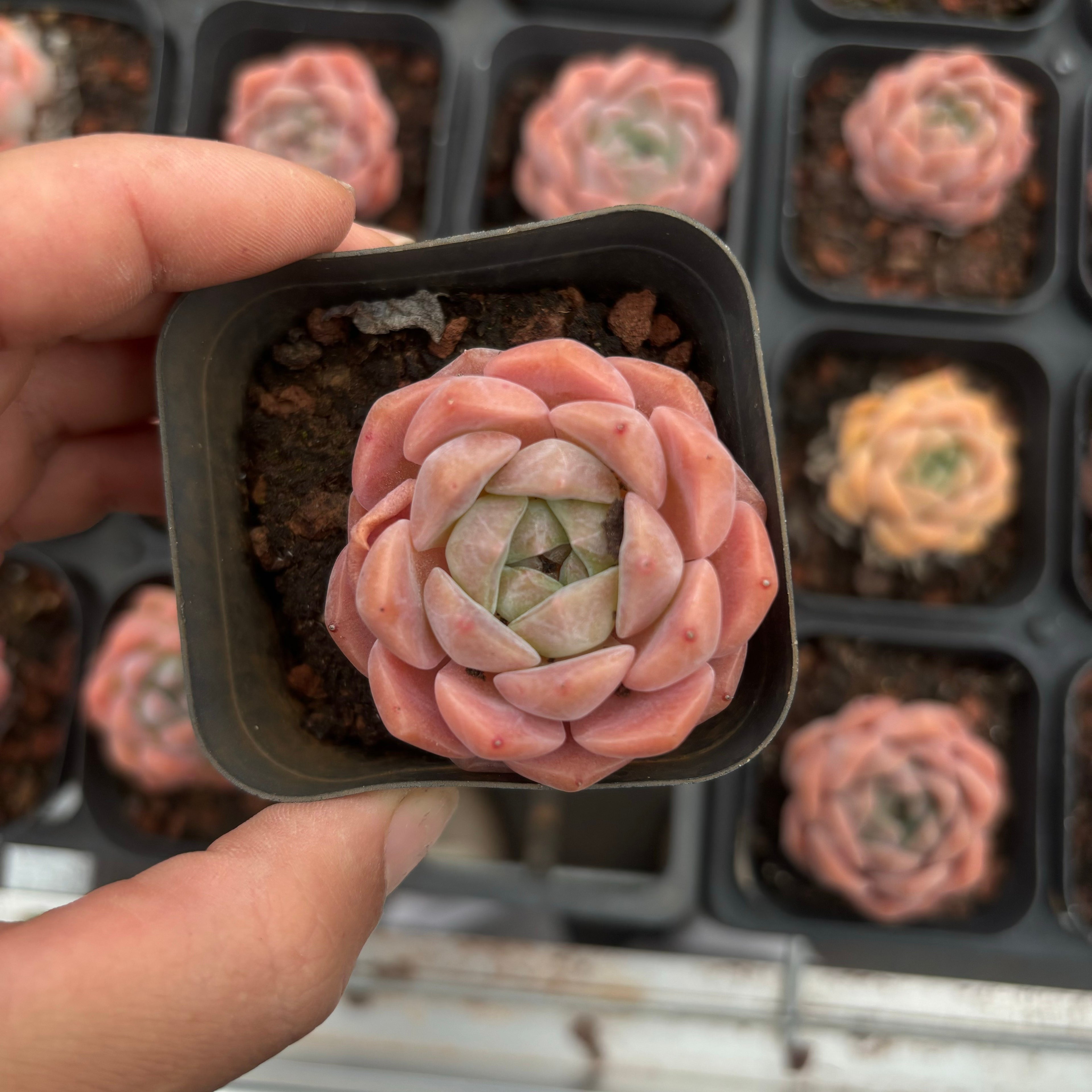 A012 ピュアラブ エケベリア