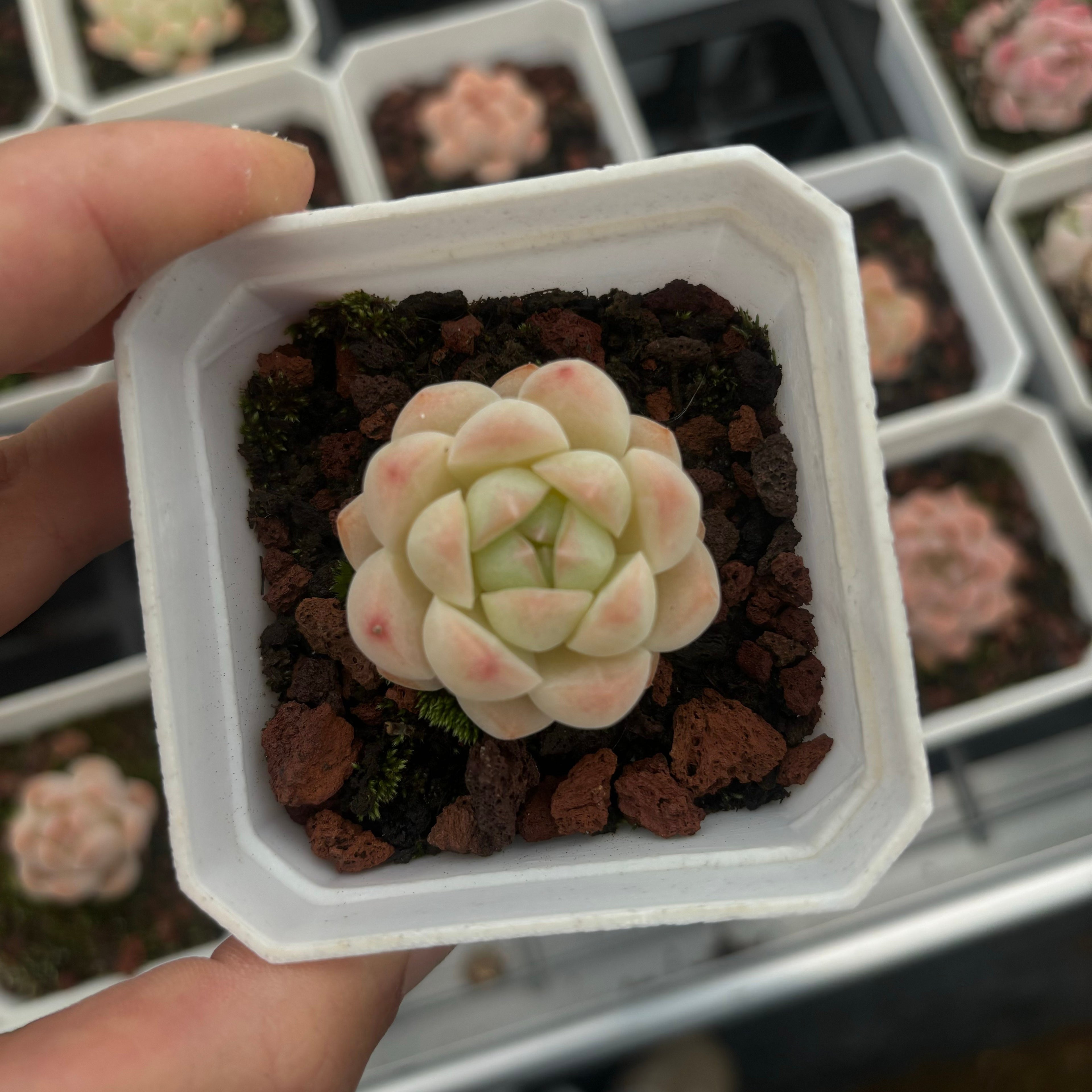 CA015 クリームローズ エケベリア