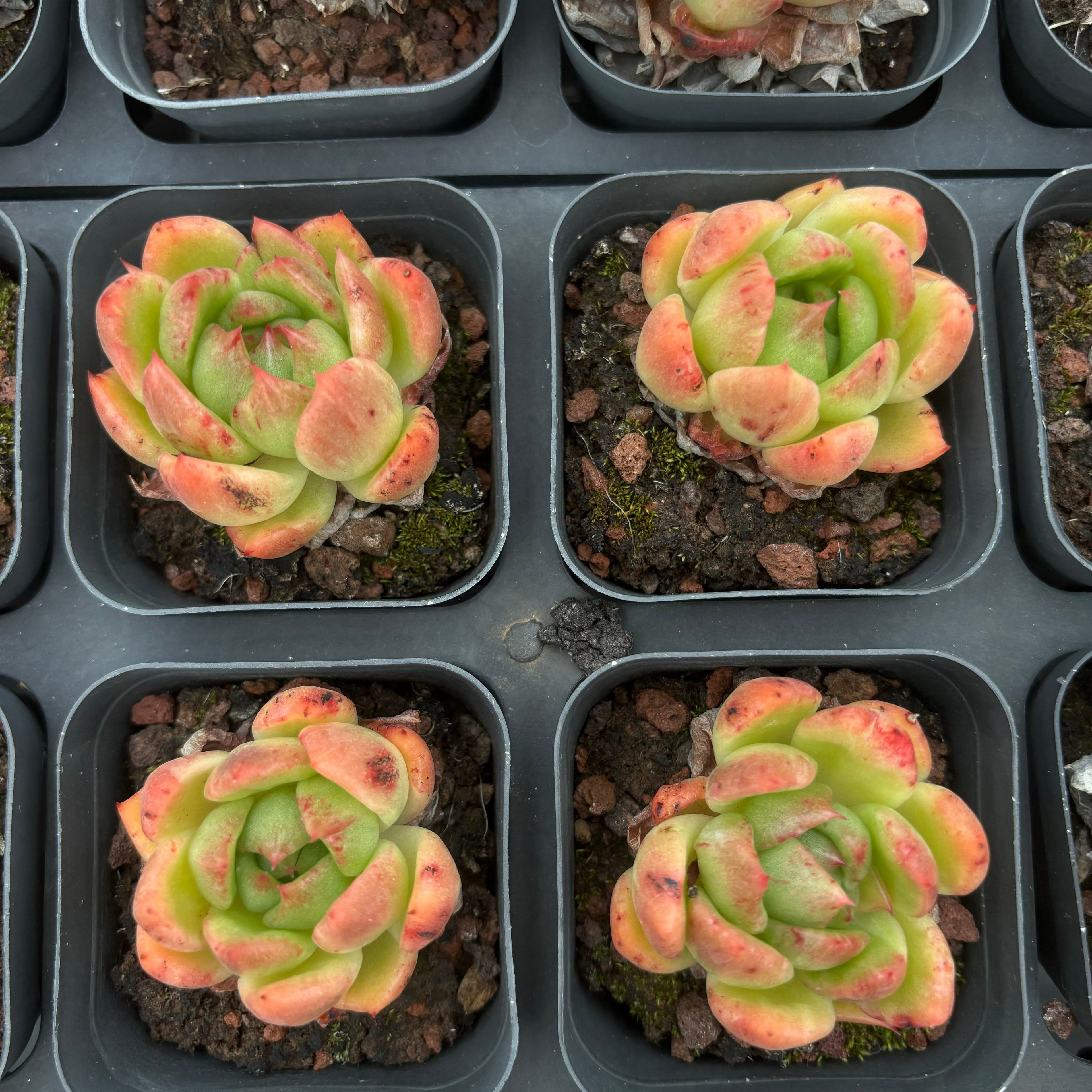 A016 アンストーン エケベリア