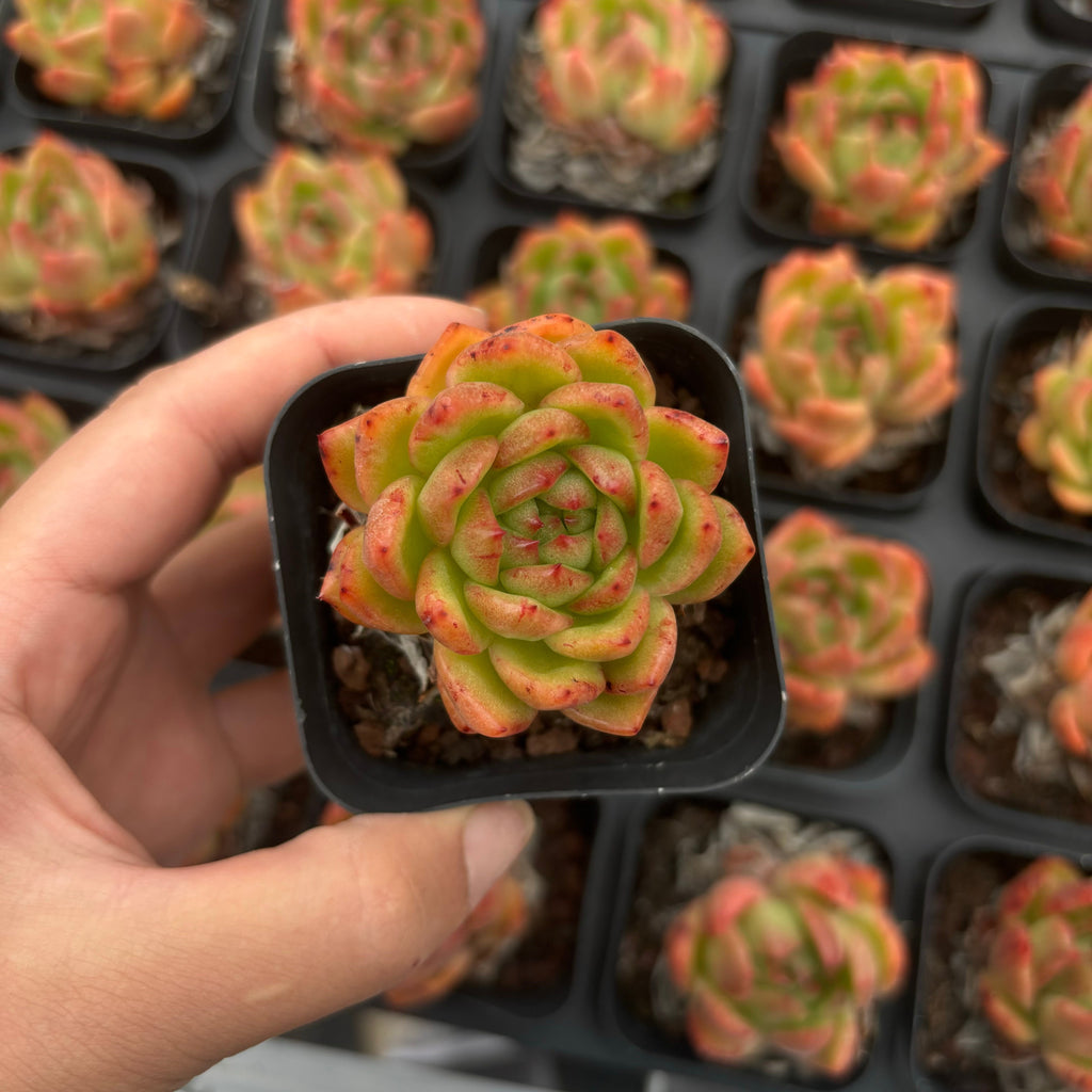 A016 アンストーン エケベリア