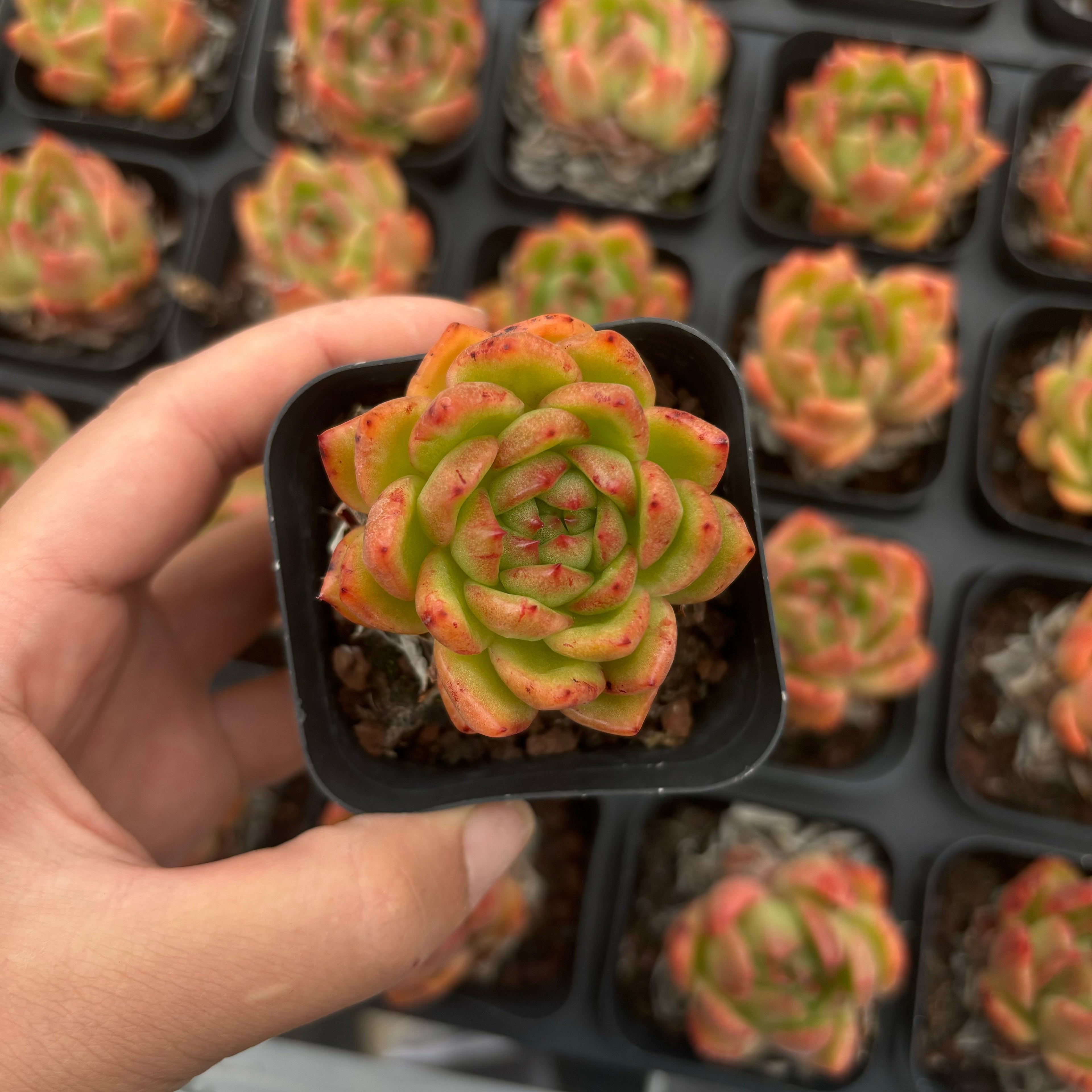 A016 アンストーン エケベリア