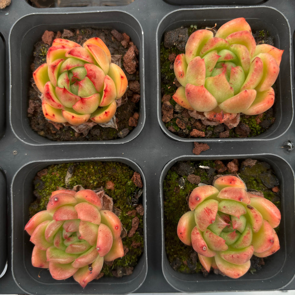 A017 ラッキーフェイス エケベリア