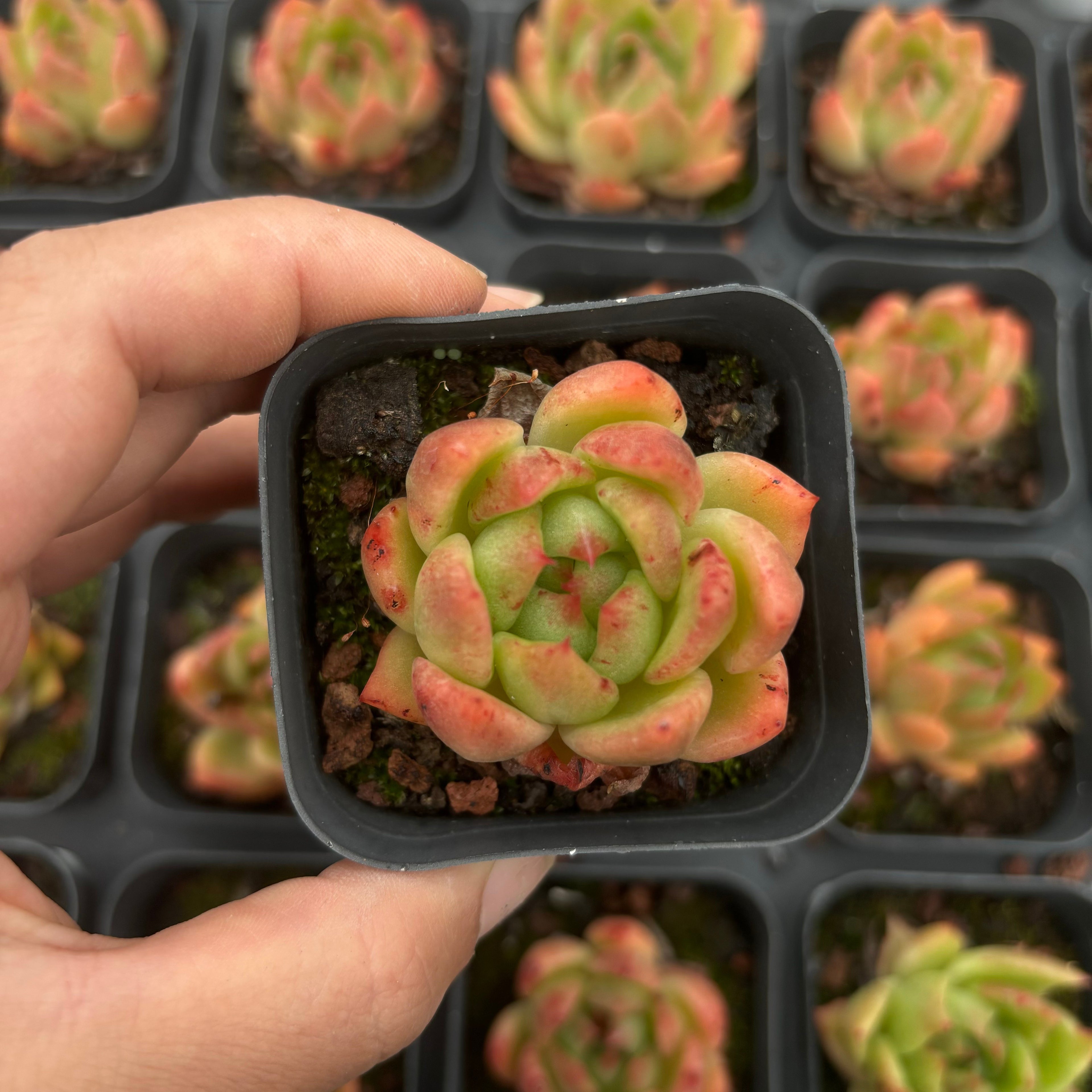 A017 ラッキーフェイス エケベリア